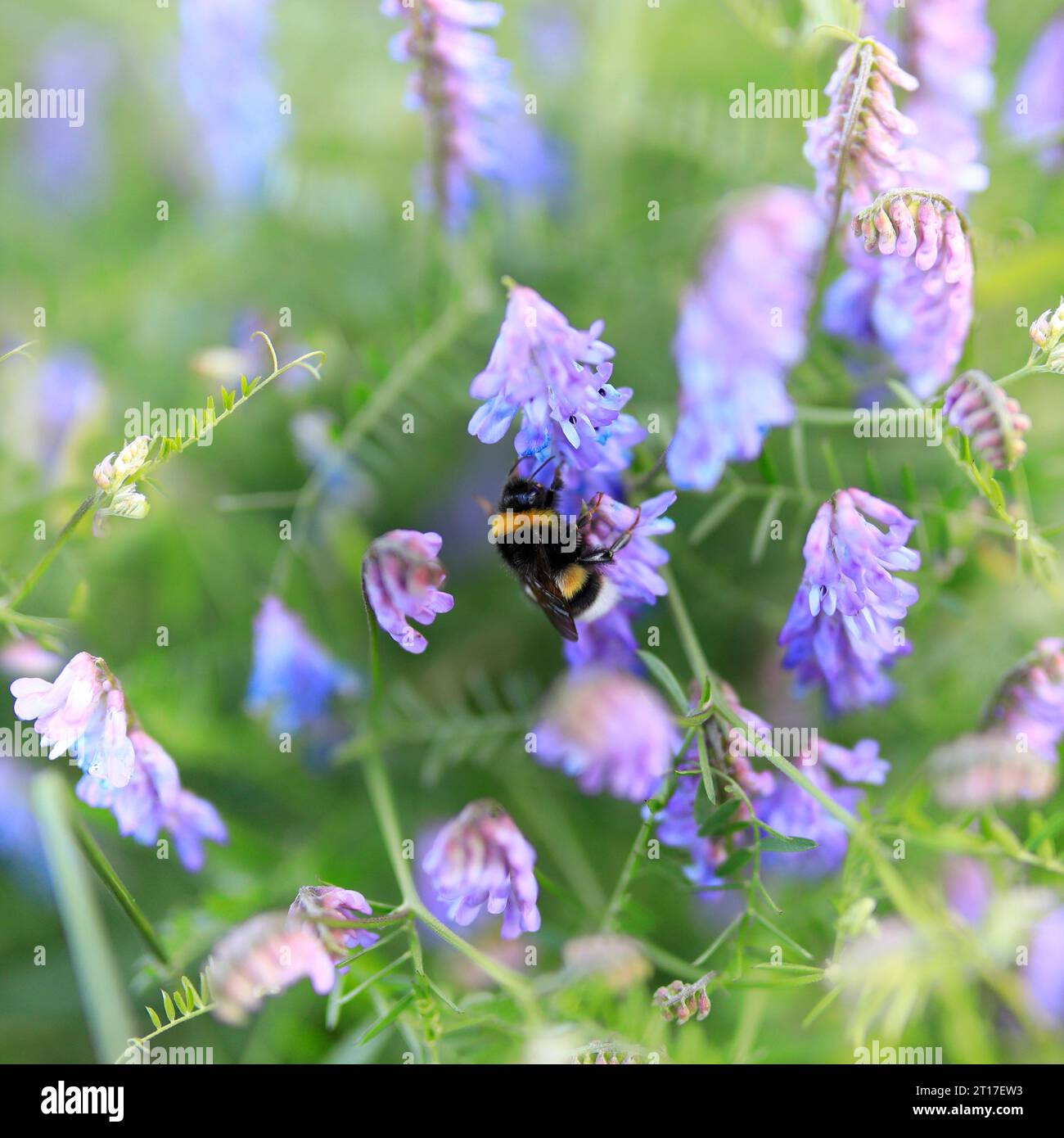 Gros plan de fleurs en fleurs avec bourdon, lumineux et positiv Banque D'Images Gros plan de fleurs en fleurs avec bourdon, lumineux et positiv Banque D'Images