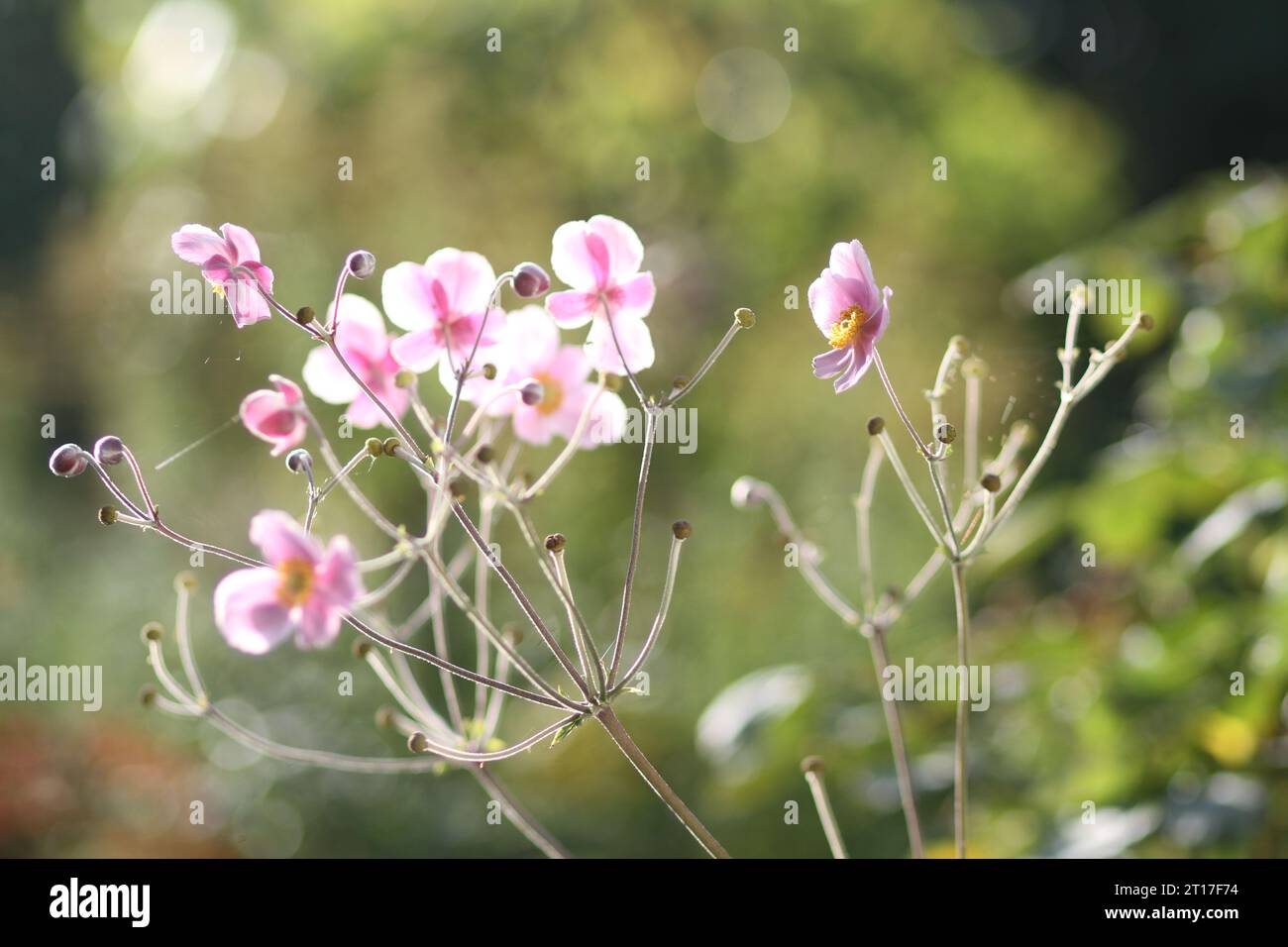 Gros plan de fleurs en fleurs avec bourdon, lumineux et positiv Banque D'Images Gros plan de fleurs en fleurs avec bourdon, lumineux et positiv Banque D'Images
