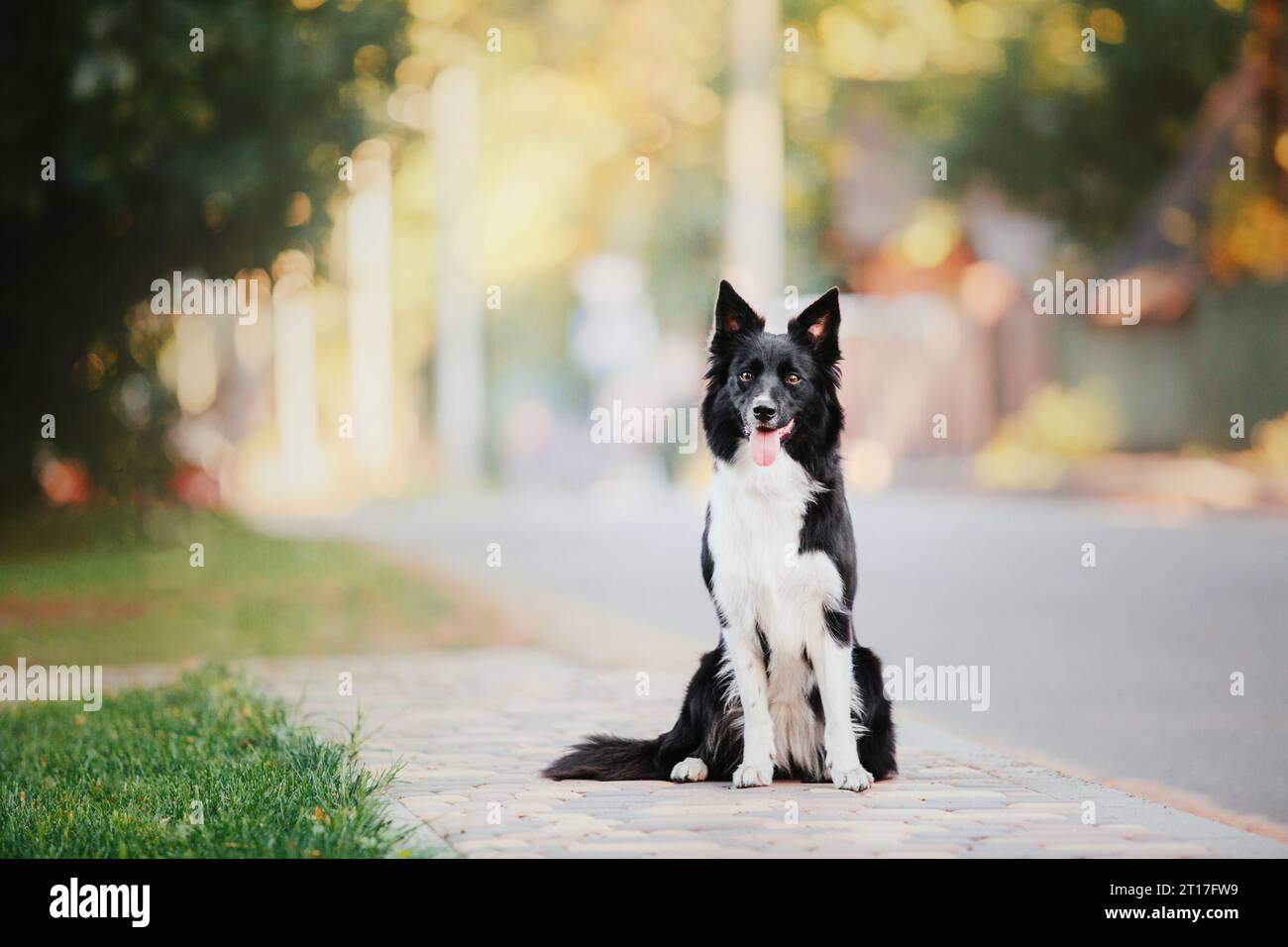 Border Collie chien marchant à la ville. Chien en promenade. Chien intelligent. Style de vie Banque D'Images