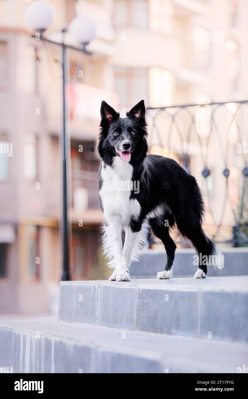 Border Collie chien marchant à la ville. Chien en promenade. Chien intelligent. Style de vie Banque D'Images