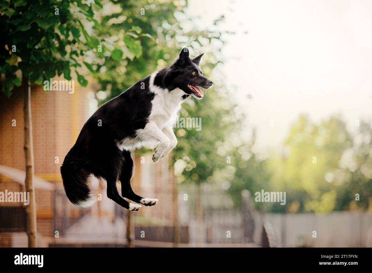 Border Collie chien marchant à la ville. Chien en promenade. Chien intelligent. Style de vie Banque D'Images