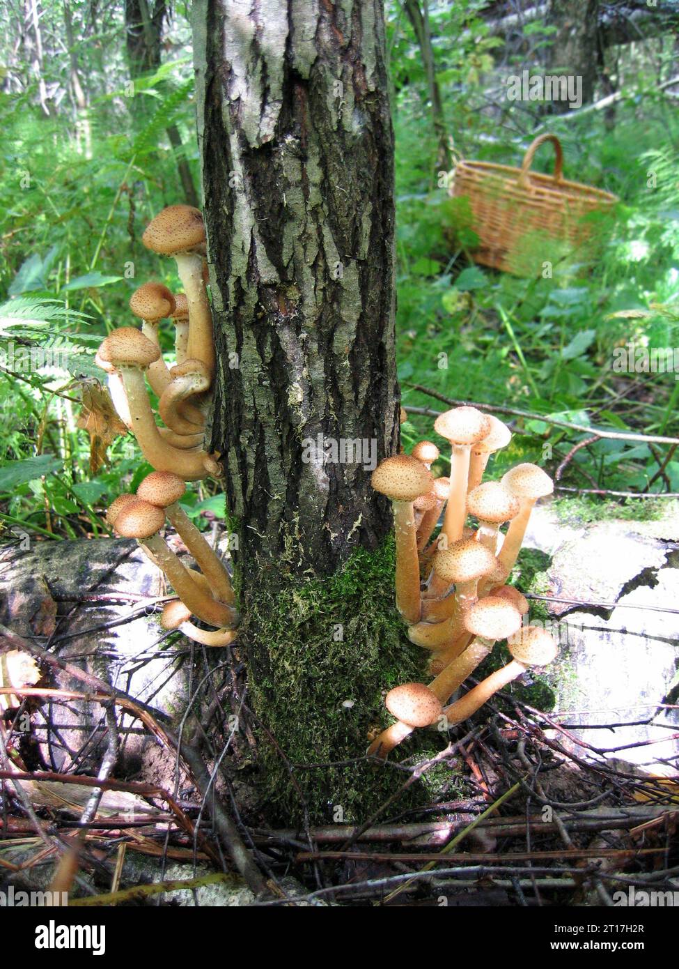 Champignons comestibles, miel agarics, poussant à l'arbre en forêt Banque D'Images