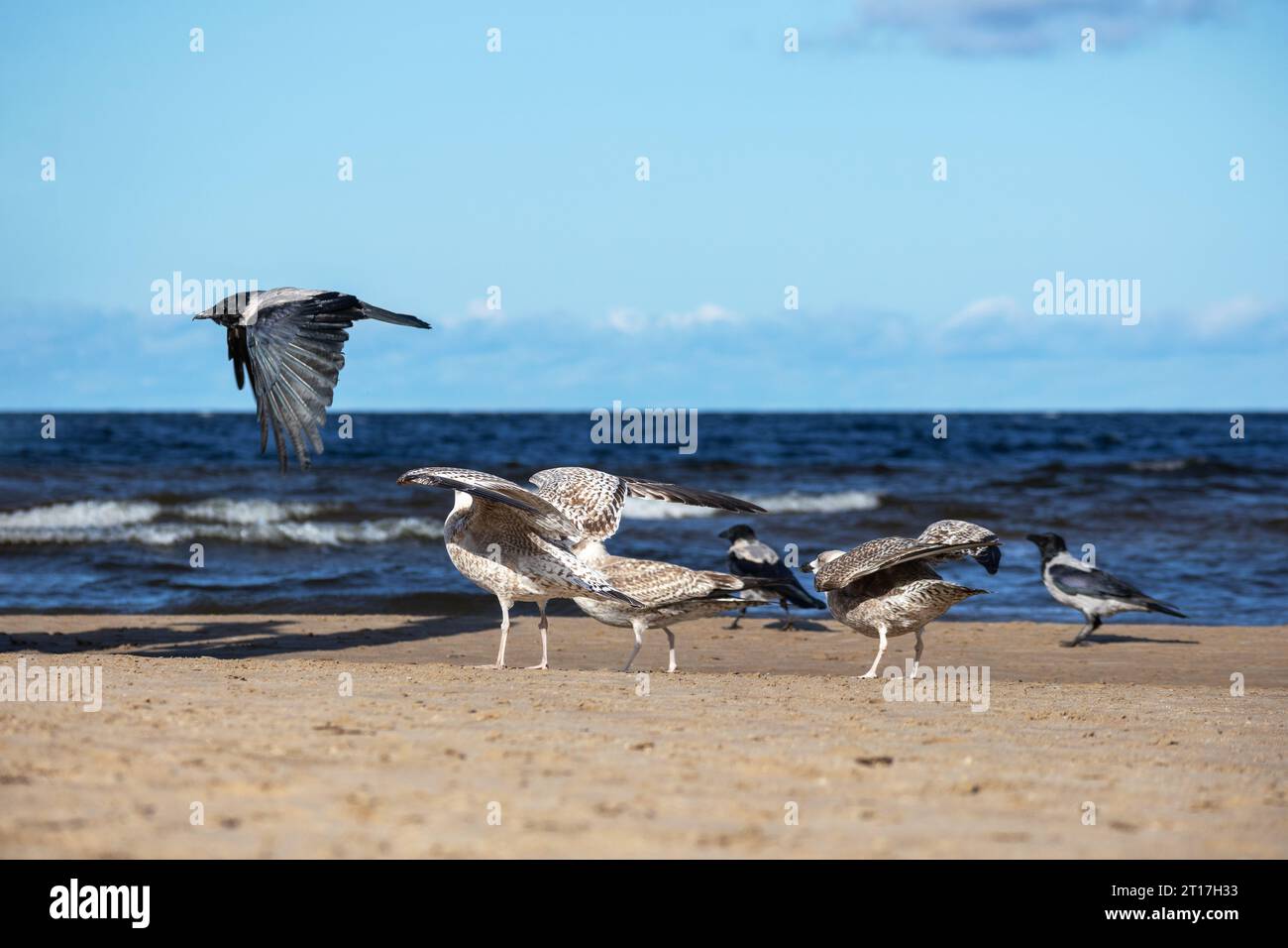 Les mouettes marines et les corbeaux gris volent le long du bord de mer Banque D'Images