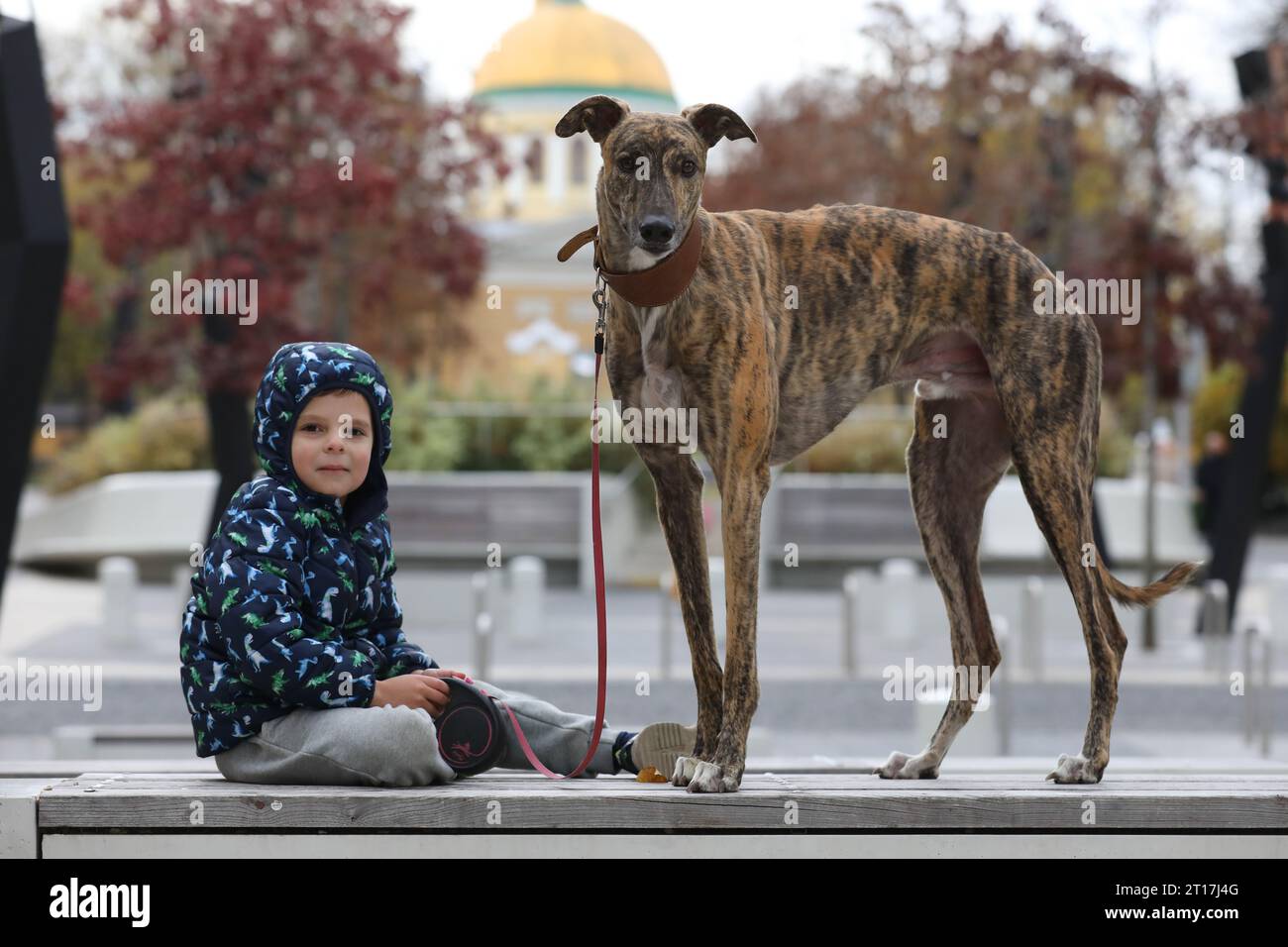 Enfant marchant avec chien en plein air. Grand chien de lévrier mignon marchant avec bébé garçon Banque D'Images