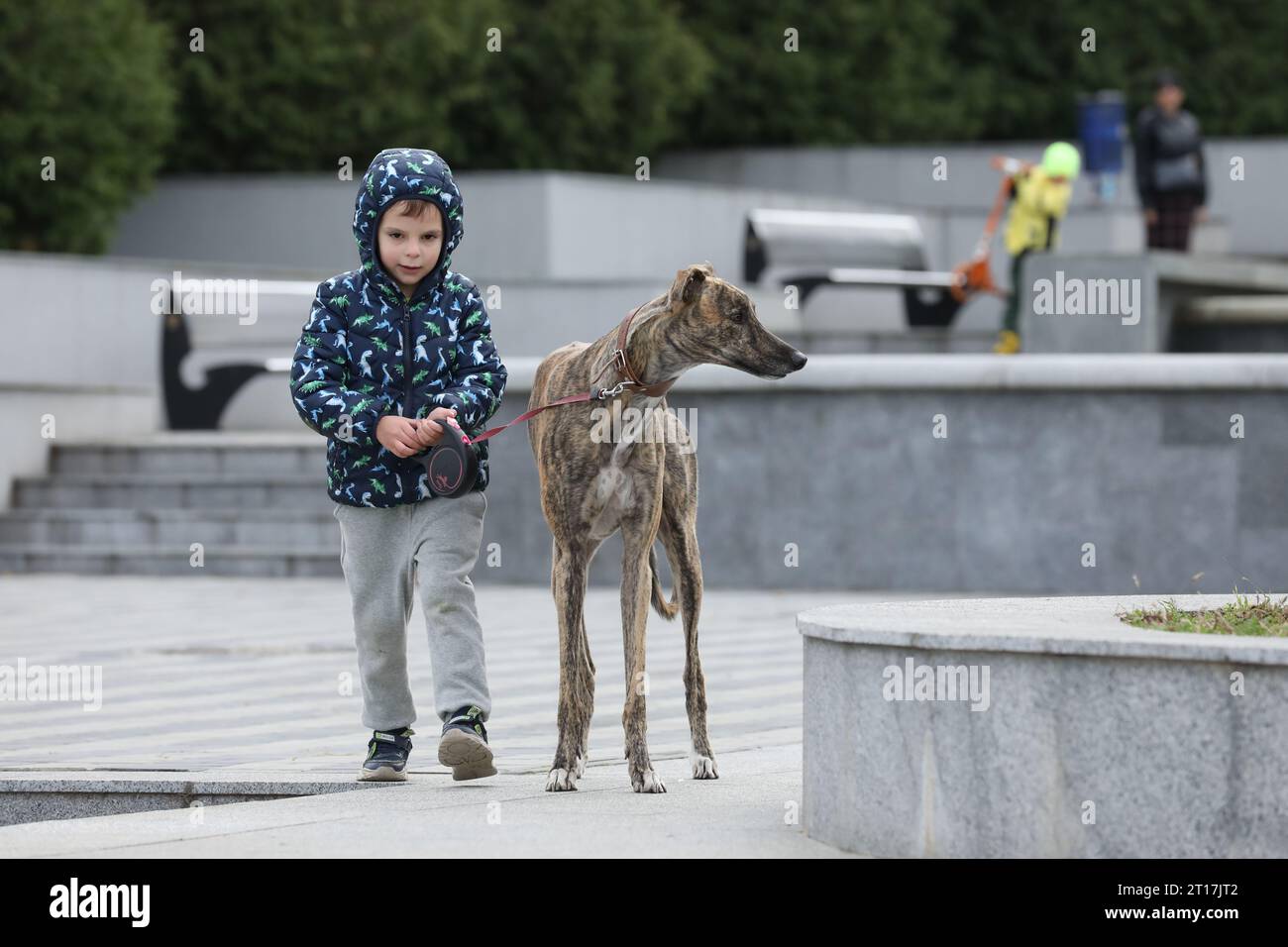 Enfant marchant avec chien en plein air. Grand chien de lévrier mignon marchant avec bébé garçon Banque D'Images