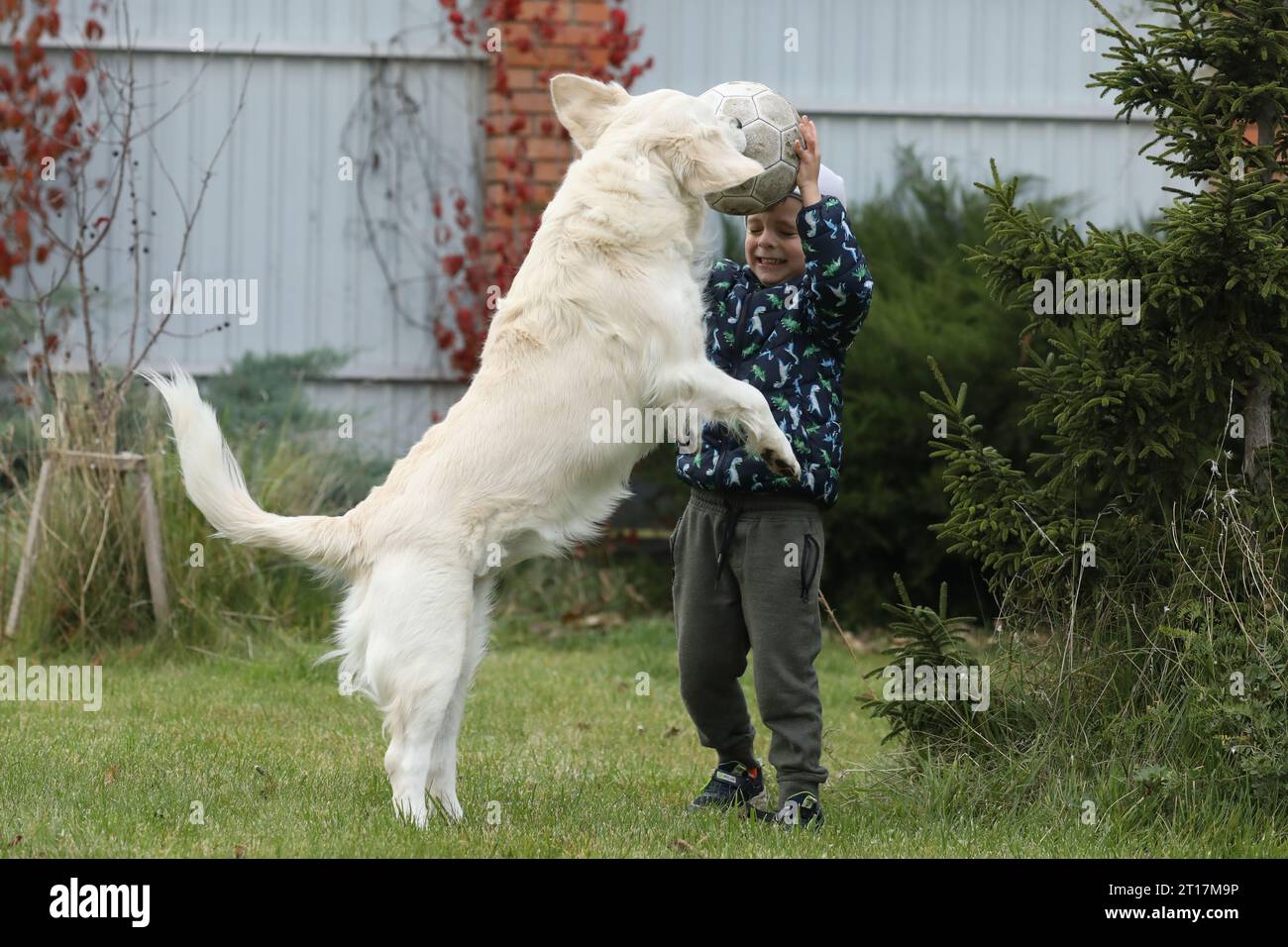 Enfant jouant avec le chien en plein air. Jouer chien Golden retriever avec bébé garçon Banque D'Images