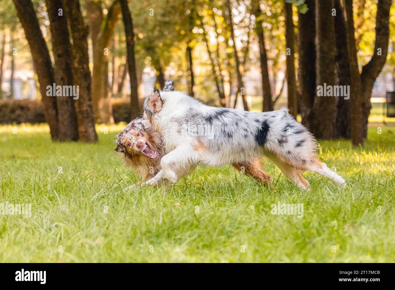 Deux chiens de berger australiens jouent au combat sur une herbe verte. Banque D'Images