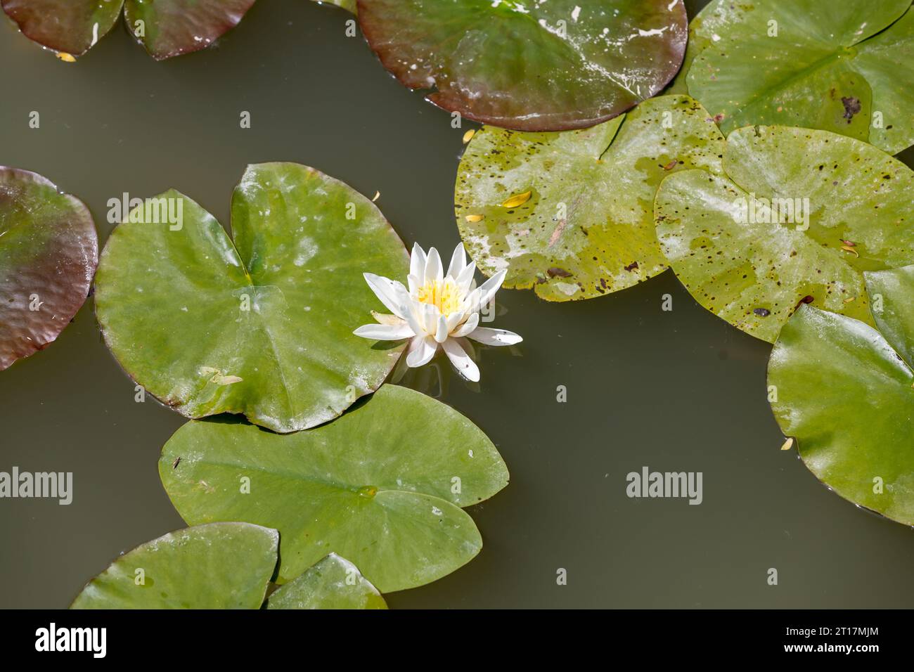 fleurs blanches de lotus sur le lys d'eau Banque D'Images