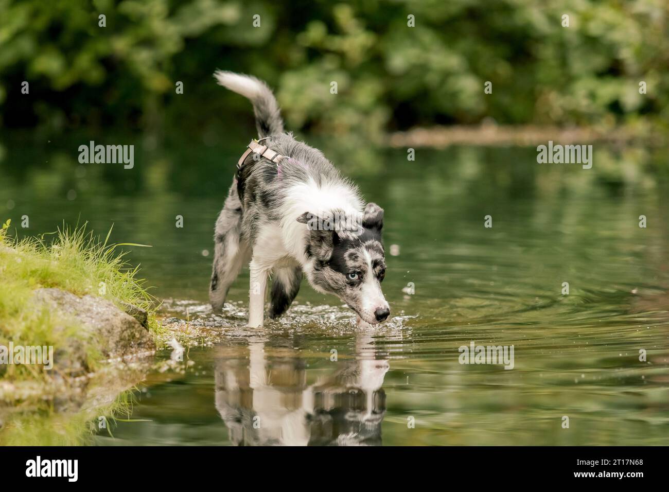 Border Collie chien race dans le parc. Chien à l'étang. Banque D'Images