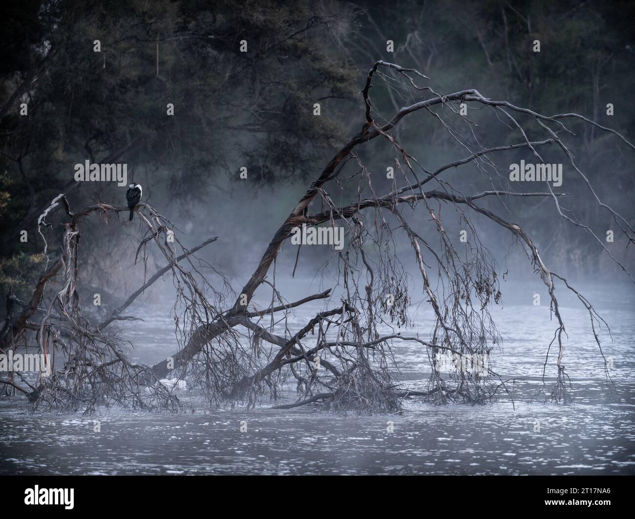 Tôt le matin sur la rivière Yarra, à Jumping Creek. Un petit cormoran à pied (Microcarbo melanoleucus) perché sur un arbre tombé dans la rivière. Banque D'Images