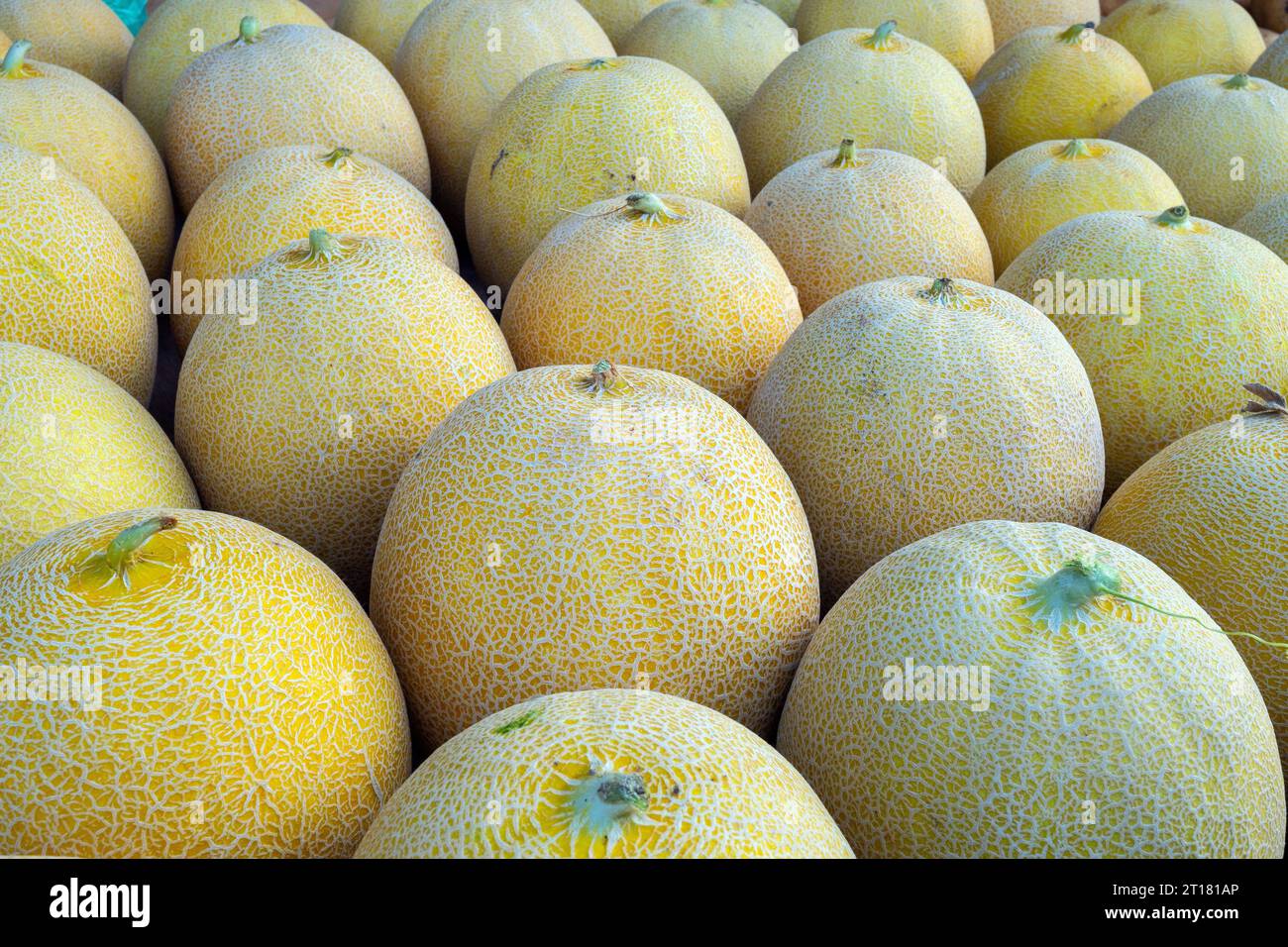 Cantaloup melonen (Cucumis melo cantalupensis) auf dem Markt in Rhodos Stadt am frühen Morgen, Rhodos, Griechenland, Honigmelonen, Banque D'Images
