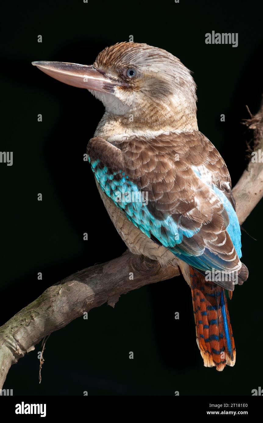 Blauflügelkookaburra, Lachender Hans (Dacelo leachii), Queensland, Australie Banque D'Images