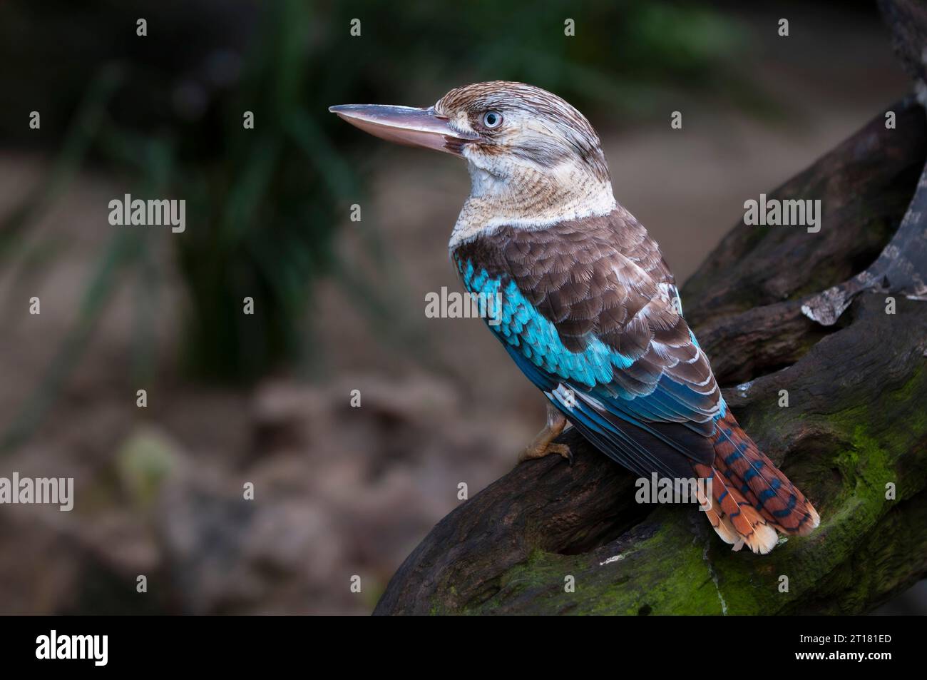 Blauflügelkookaburra, Lachender Hans (Dacelo leachii), Queensland, Australie Banque D'Images