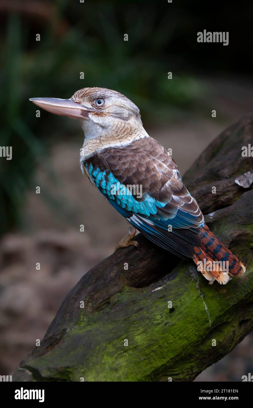 Blauflügelkookaburra, Lachender Hans (Dacelo leachii), Queensland, Australie Banque D'Images