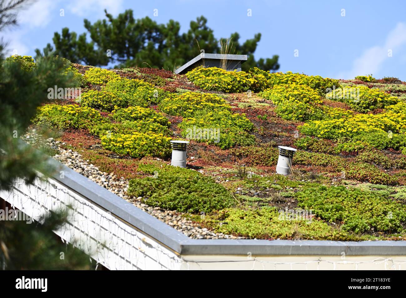 Natürliche Dachbepflanzung in Scharbeutz, Schleswig-Holstein, Deutschland, Europa Banque D'Images