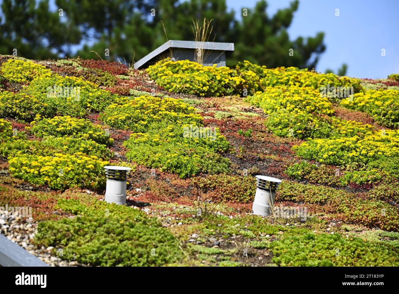 Natürliche Dachbepflanzung in Scharbeutz, Schleswig-Holstein, Deutschland, Europa Banque D'Images