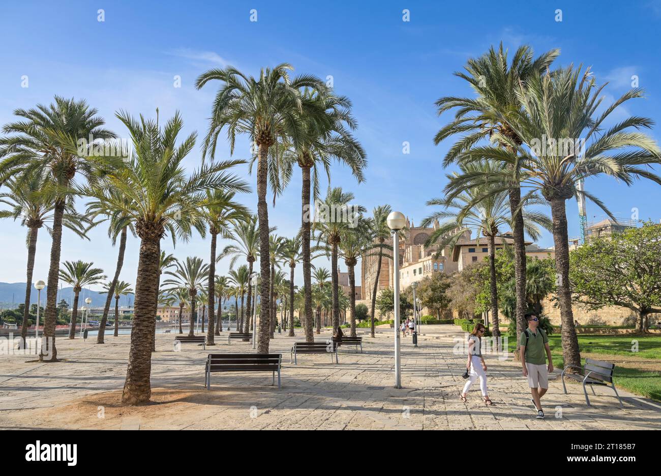 Palmen, Parc de la Mar, Palma, Majorque, Espagnol Banque D'Images