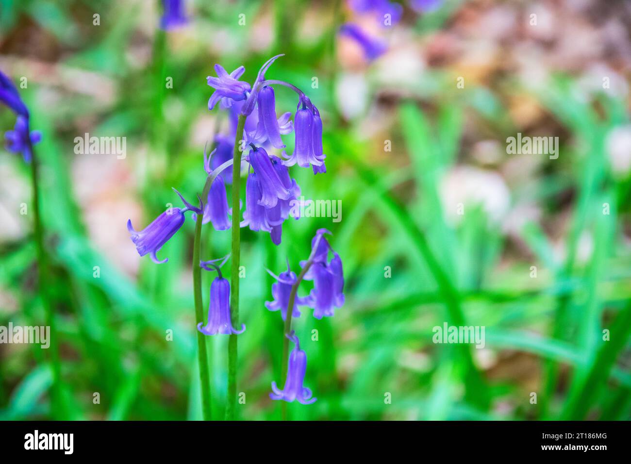 Détail des bluebells à Highgate Wood, Londres, Angleterre Banque D'Images