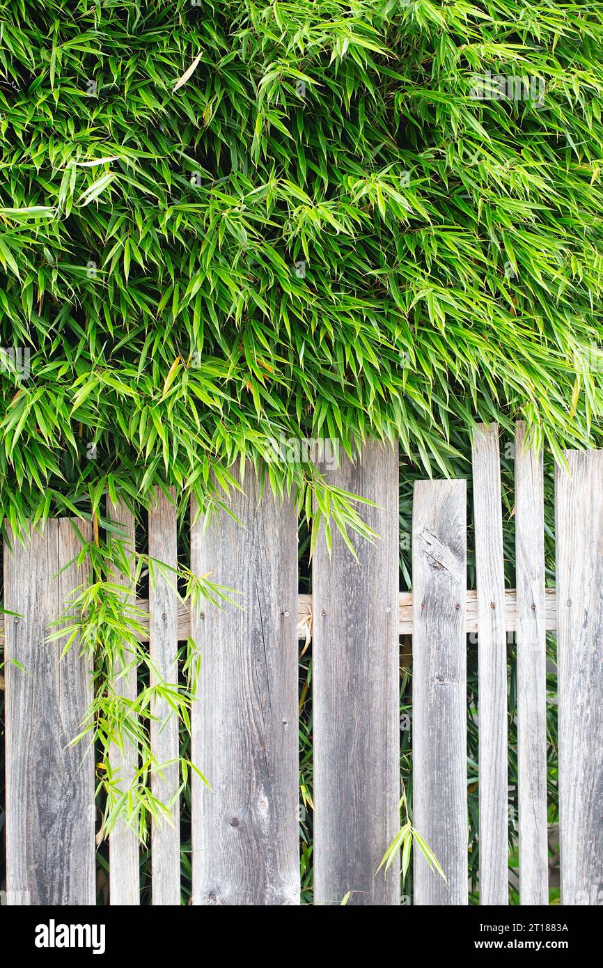 Bambou décoratif dans le jardin. Plantes décoratives pour le jardin. Clôture recouverte de feuilles d'arbre vertes. Plantes de bambou Banque D'Images