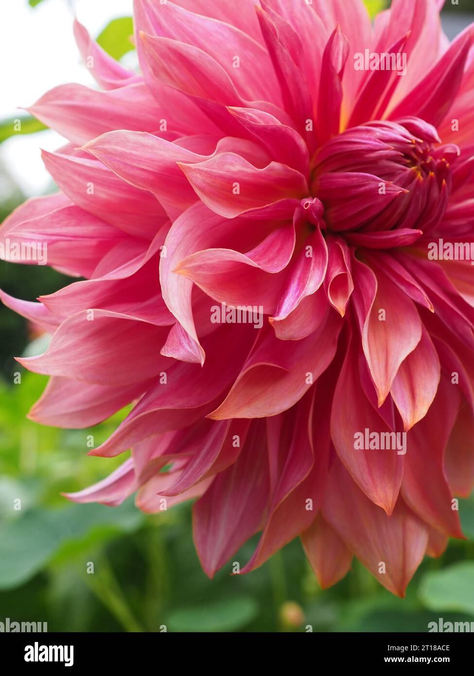 Gros plan extrême du dahlia « Penhill Dark Monarch » montrant ses pétales volants roses et orange dans un jardin de fin d'été Banque D'Images