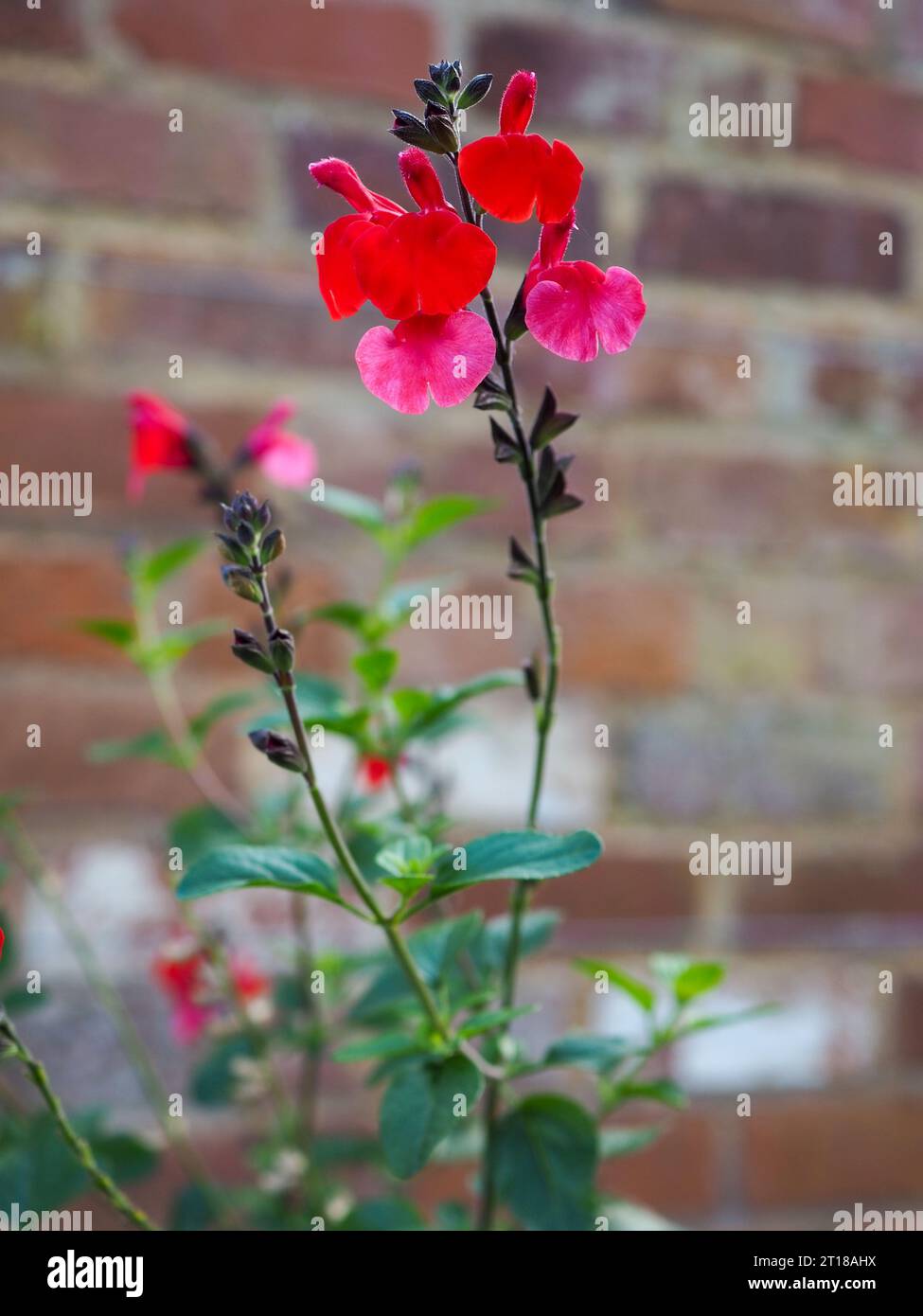 Gros plan des fleurs rose et rouge vif de Salvia microphylla 'vin et Rosess' sur un fond de mur de briques vintage dans un jardin de campagne anglais Banque D'Images