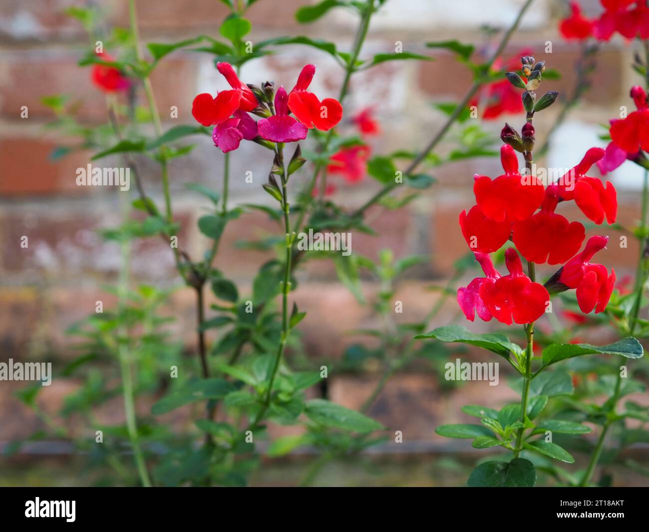 Gros plan des fleurs rose et rouge vif de Salvia microphylla 'vin et Rosess' sur un fond de mur de briques vintage dans un jardin de campagne anglais Banque D'Images