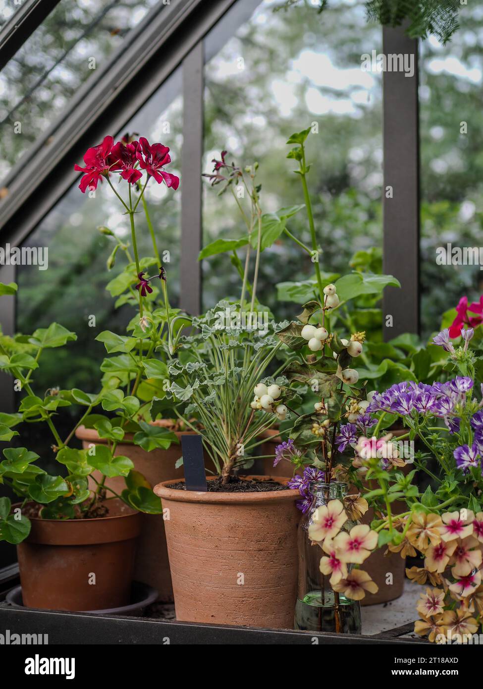 Pélargoniums en pot, géraniums et autres fleurs de fin d'été / automne sur une étagère dans une serre traditionnelle en Grande-Bretagne Banque D'Images