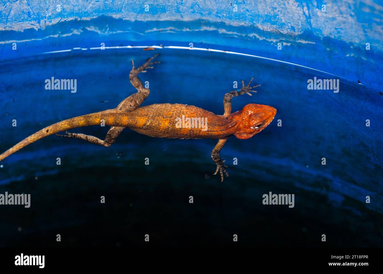 Une superbe photo de reptiles nageant et chassant sous l'eau. Banque D'Images