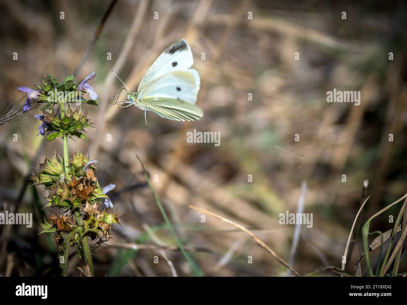 Malomirovo Bulgarie 12 octobre 2023 : ciel bleu brise légère mère nature en pleine floraison d'automne Butterflys et colibri hawkmorth Clifford Norton Alamy en direct nouvelles Banque D'Images