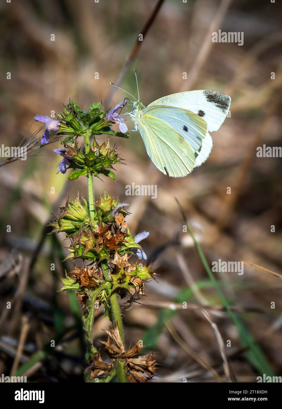 Malomirovo Bulgarie 12 octobre 2023 : ciel bleu brise légère mère nature en pleine floraison d'automne Butterflys et colibri hawkmorth Clifford Norton Alamy en direct nouvelles Banque D'Images