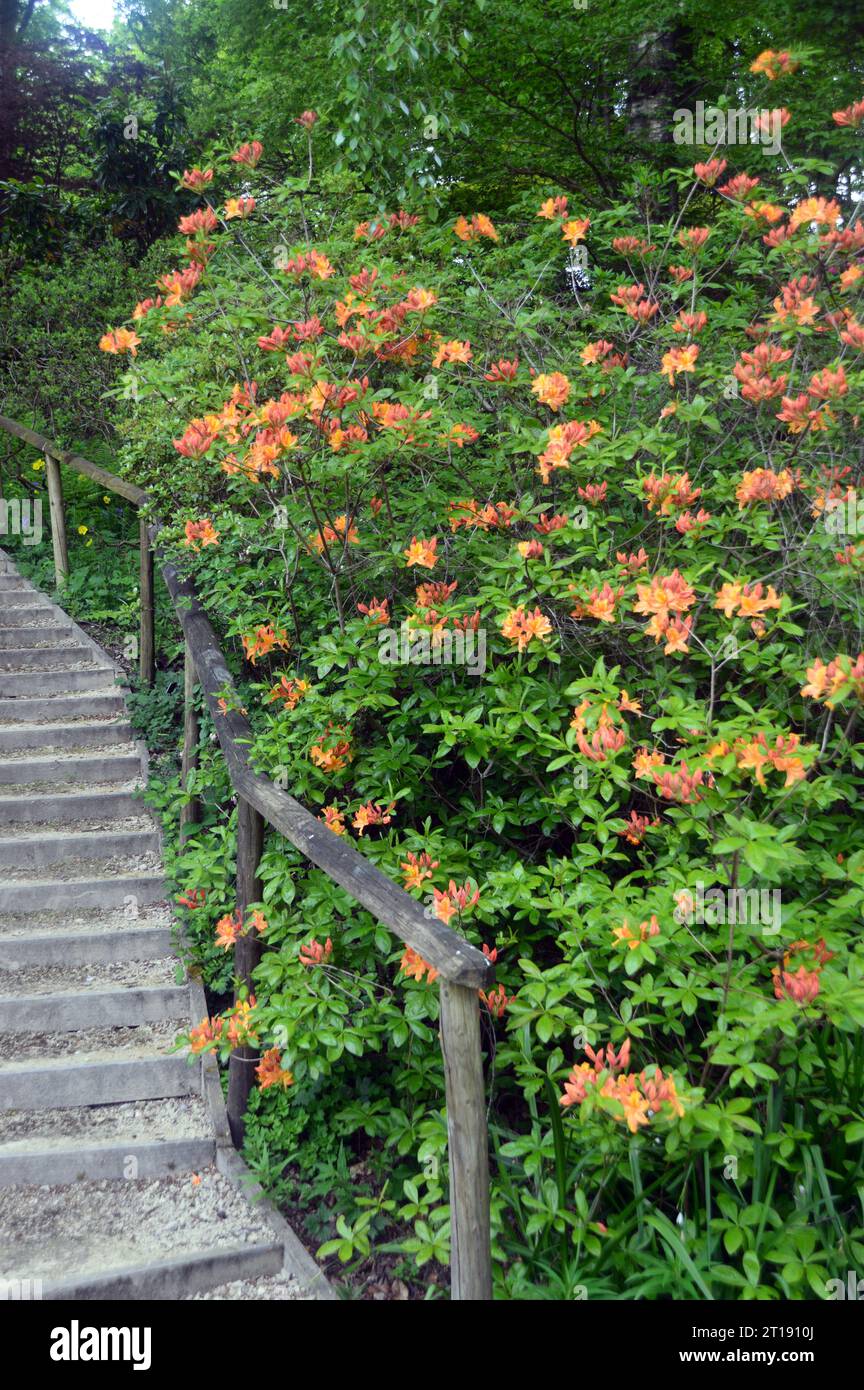 Orange/jaune Rhododendron Calendulaceum 'Flame Azalea' fleurs soignées aux marches dans le Himalayan Garden & Sculpture Park, North Yorkshire, Angleterre. Banque D'Images