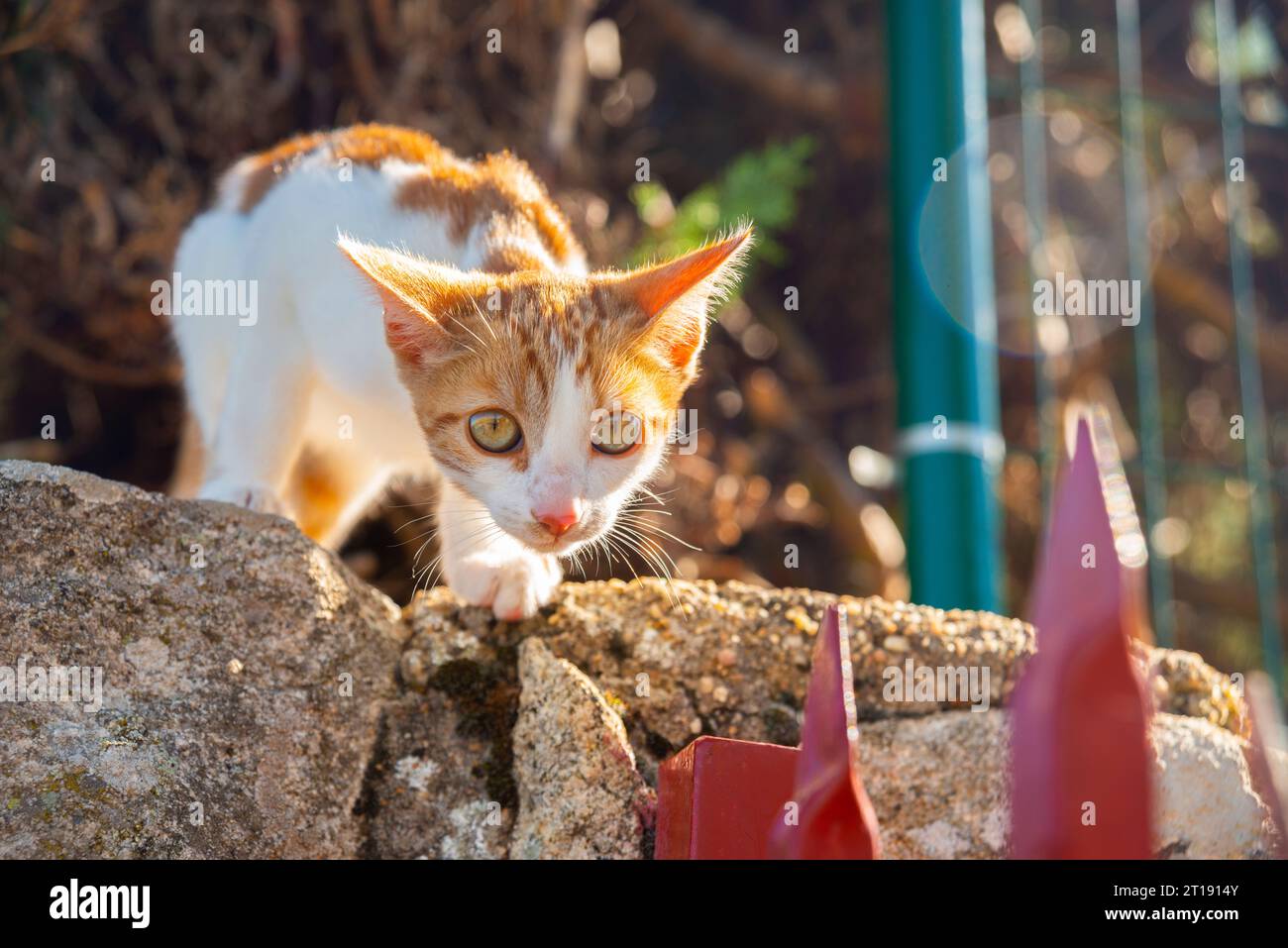 Tabby et chaton blanc. Banque D'Images