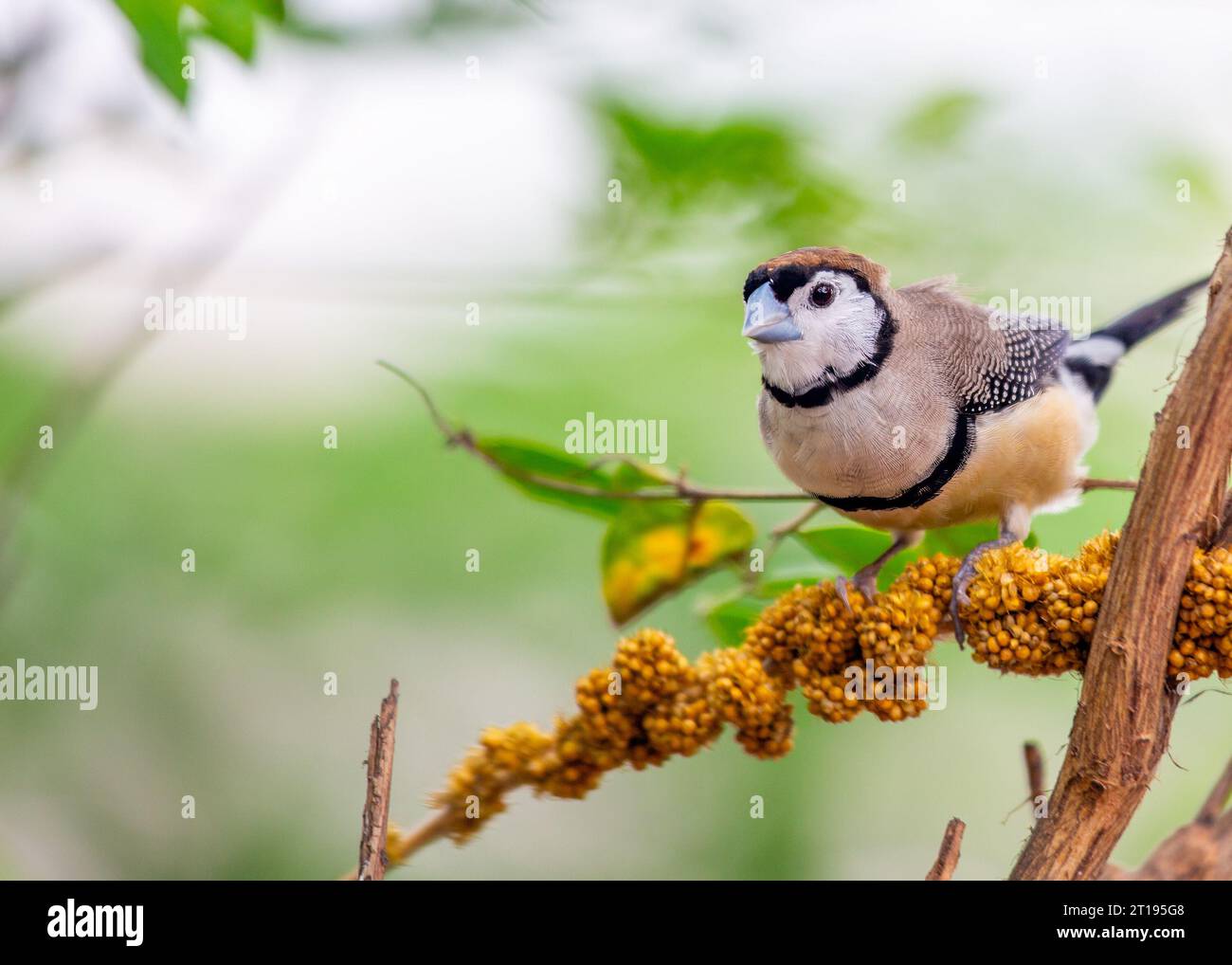 Un remarquable Finlandais à double barre (Taeniopygia bichenovii) prospère dans son habitat naturel. Banque D'Images