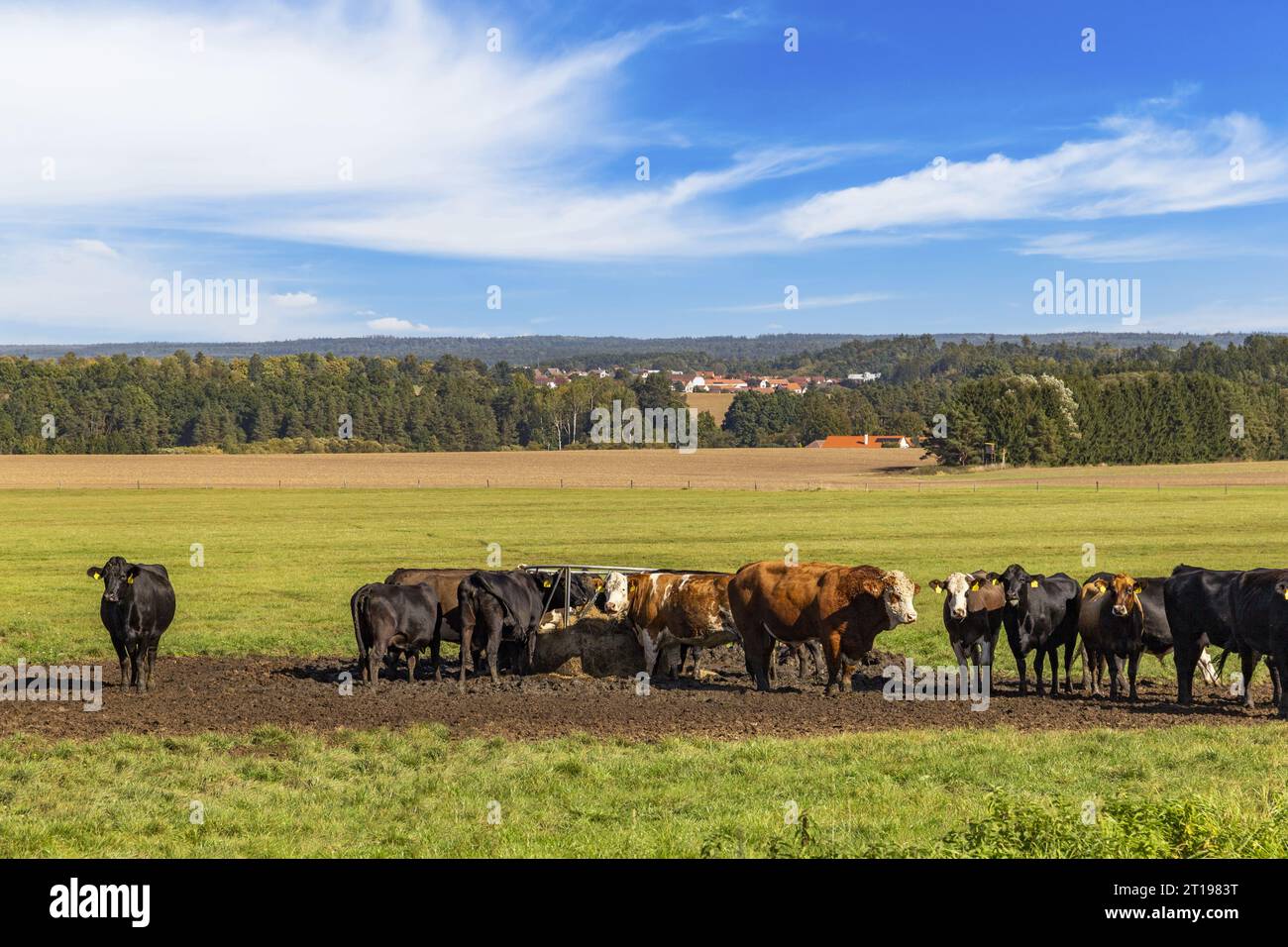 Vaches dans une ferme. Début de l'automne. Banque D'Images
