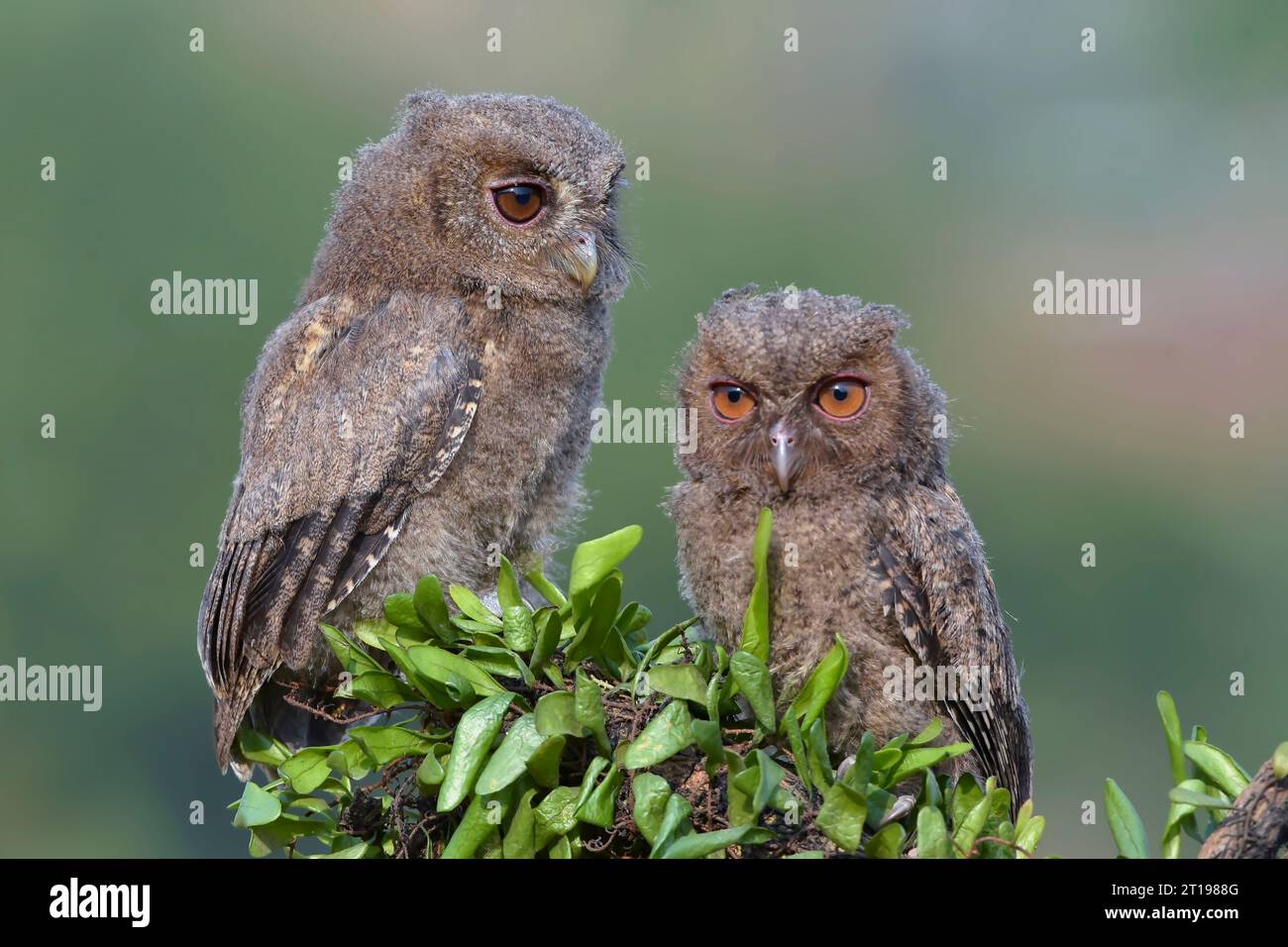 Deux chouettes escarpes juvéniles eurasiennes (otus scops) sur une branche, Indonésie Banque D'Images