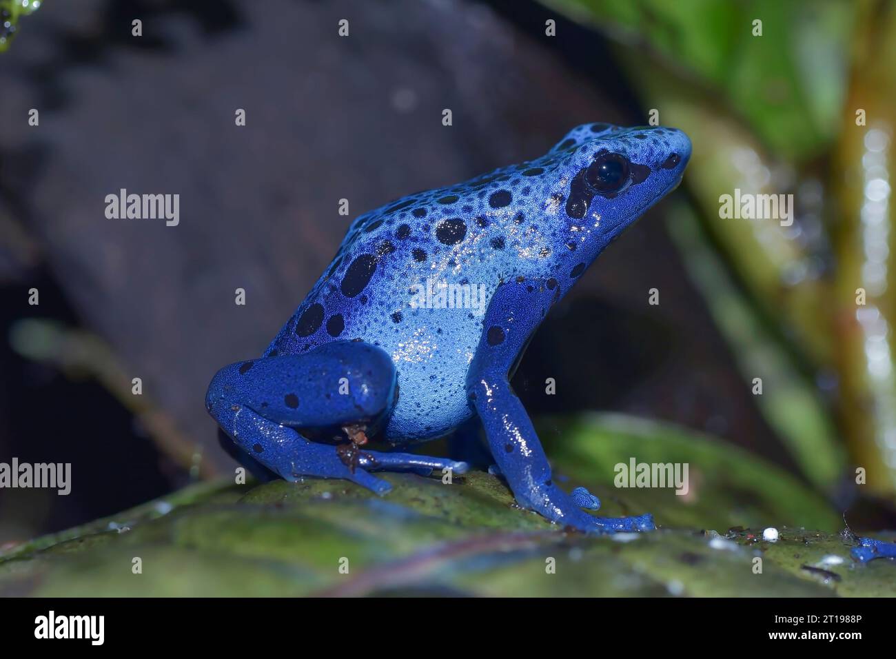 Gros plan d'une grenouille à fléchettes poison à pois bleus assise sur une feuille, Indonésie Banque D'Images