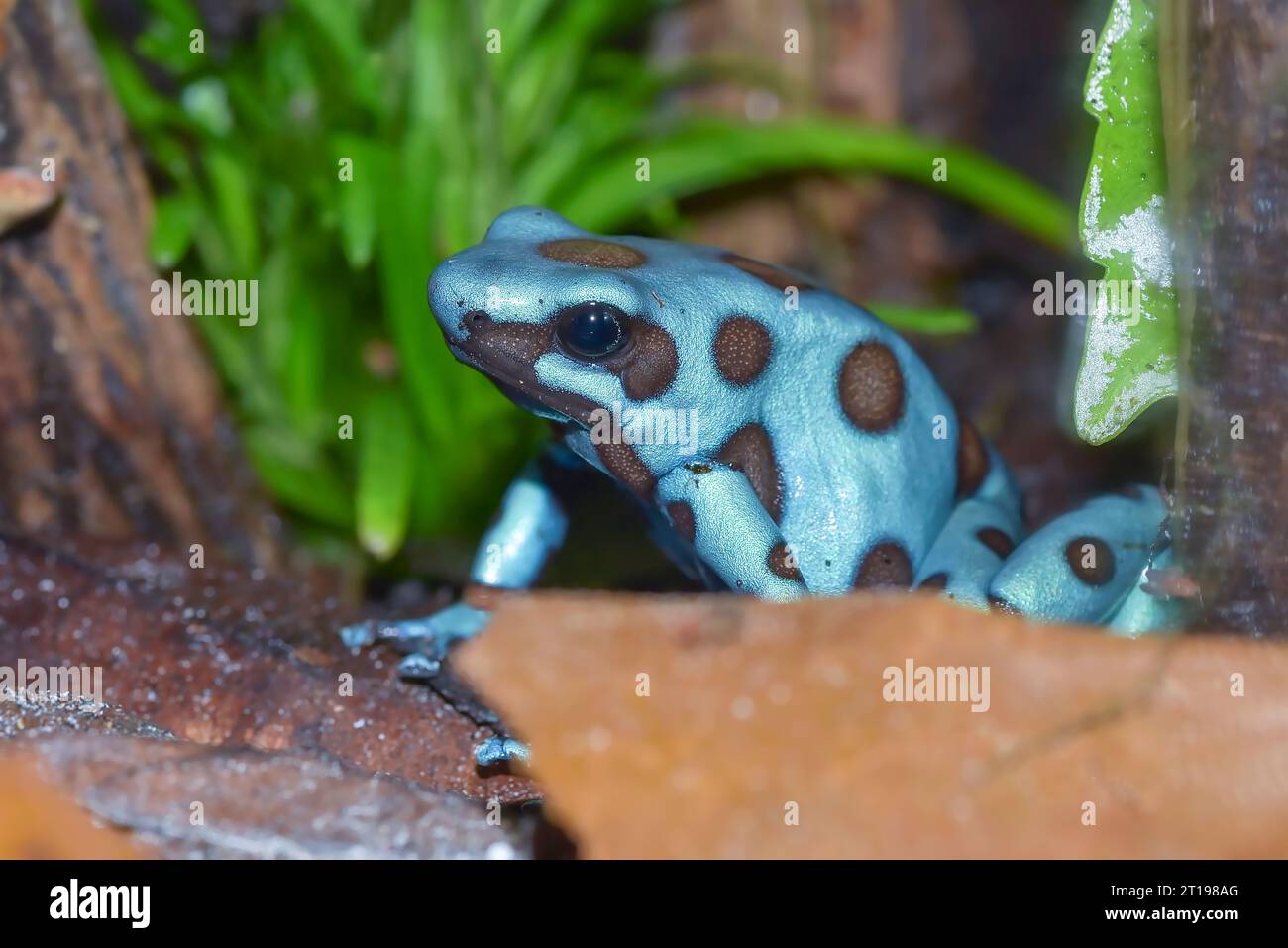 Gros plan d'une grenouille à fléchettes poison à pois bleus, Indonésie Banque D'Images