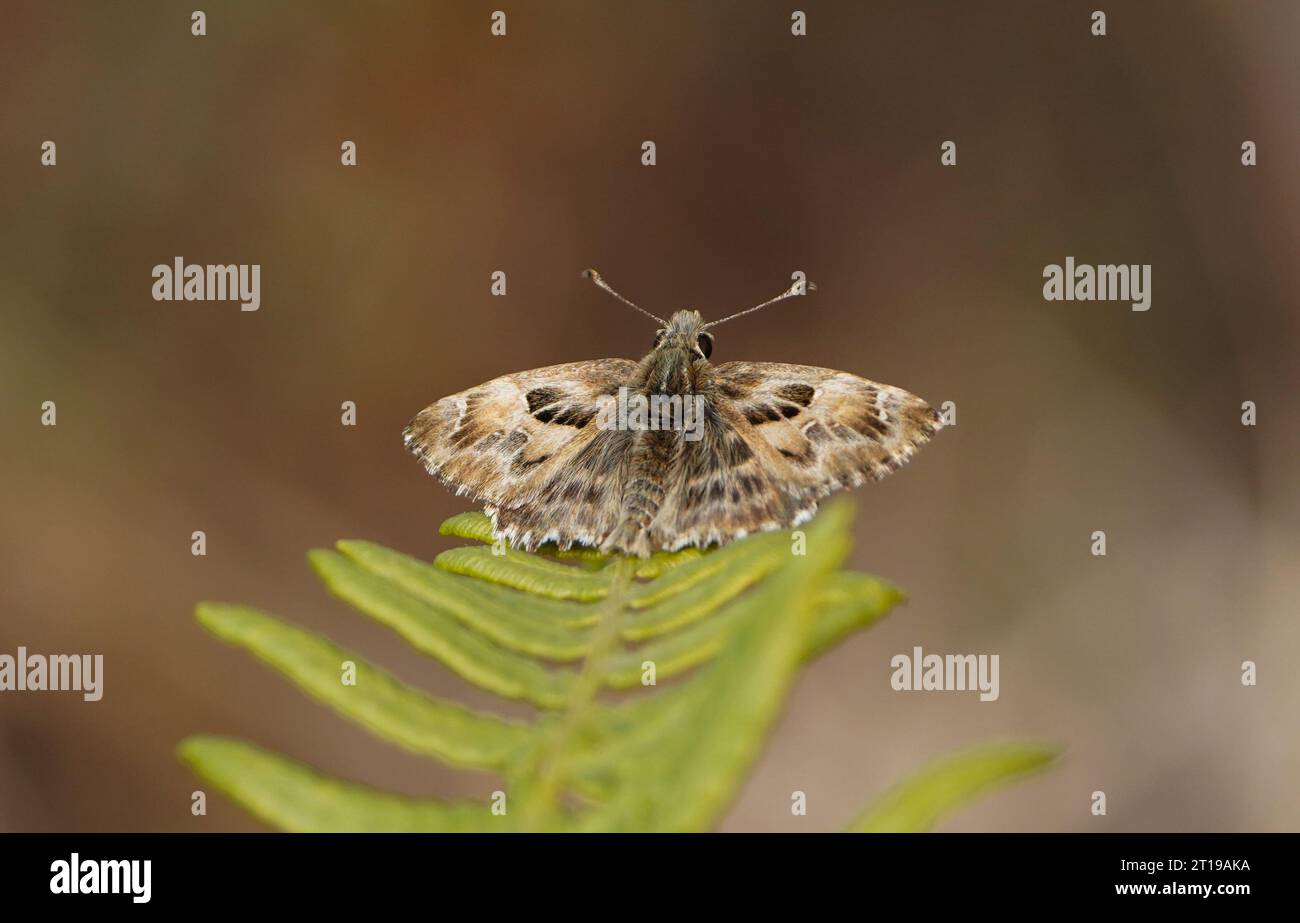 Mailow skipper, papillon, Carcharodus alceae reposant sur une fougère, Andalousie, Espagne. Banque D'Images