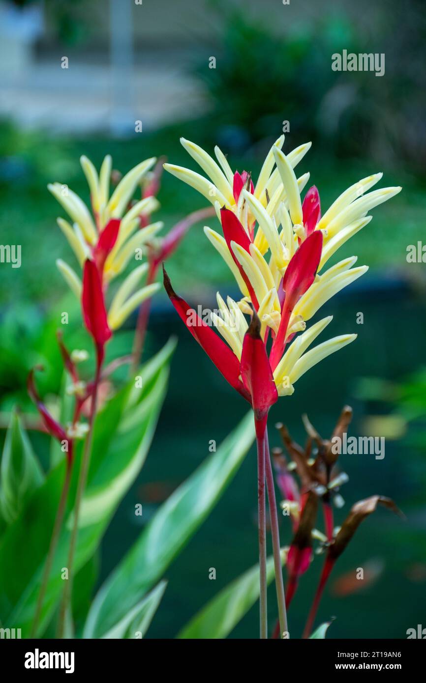 Deux fleurs de bec de perroquet héliconia, fleurs rouges et jaunes Banque D'Images