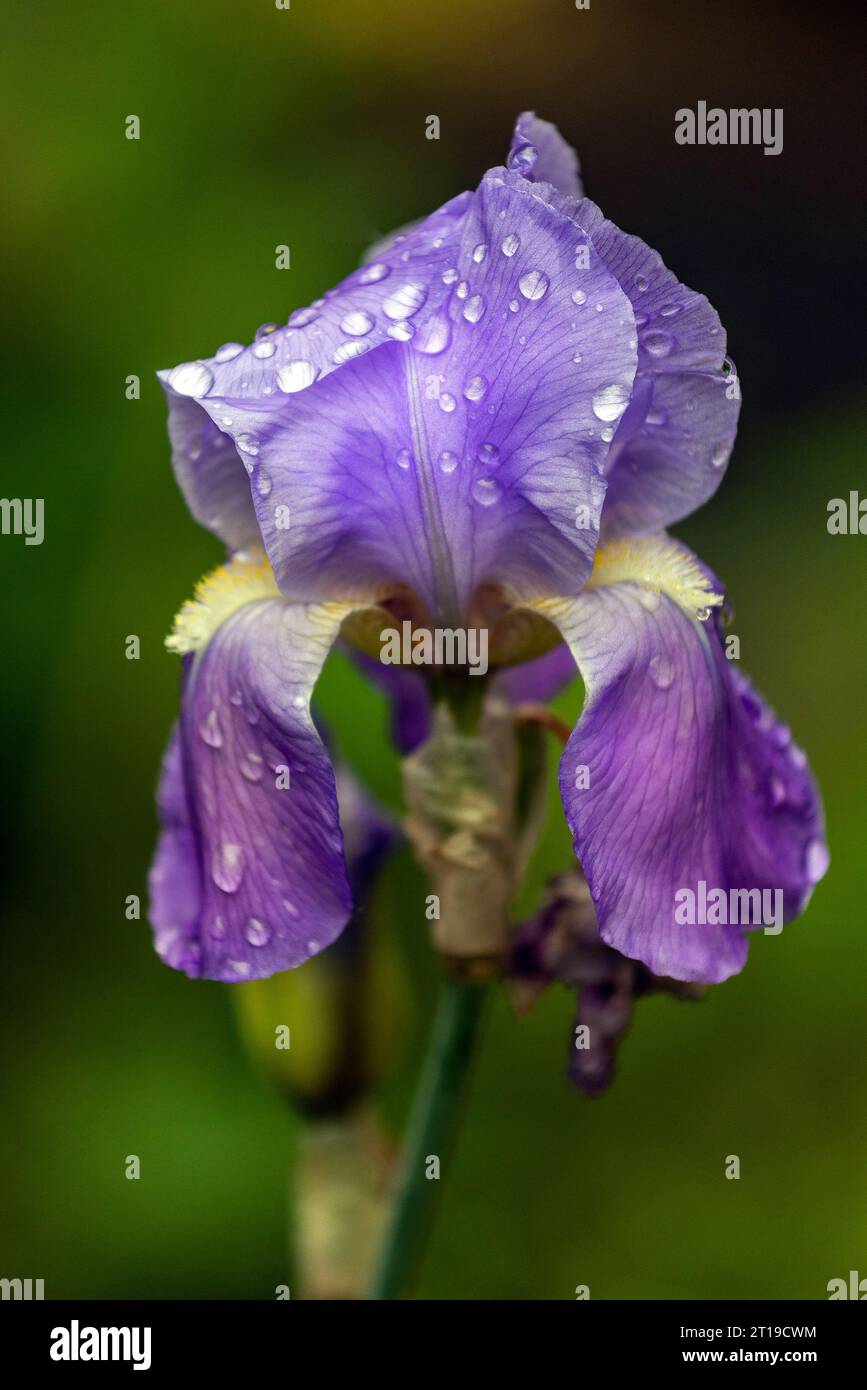 Photographie rapprochée de gouttelettes d'eau sur une fleur d'iris. Banque D'Images
