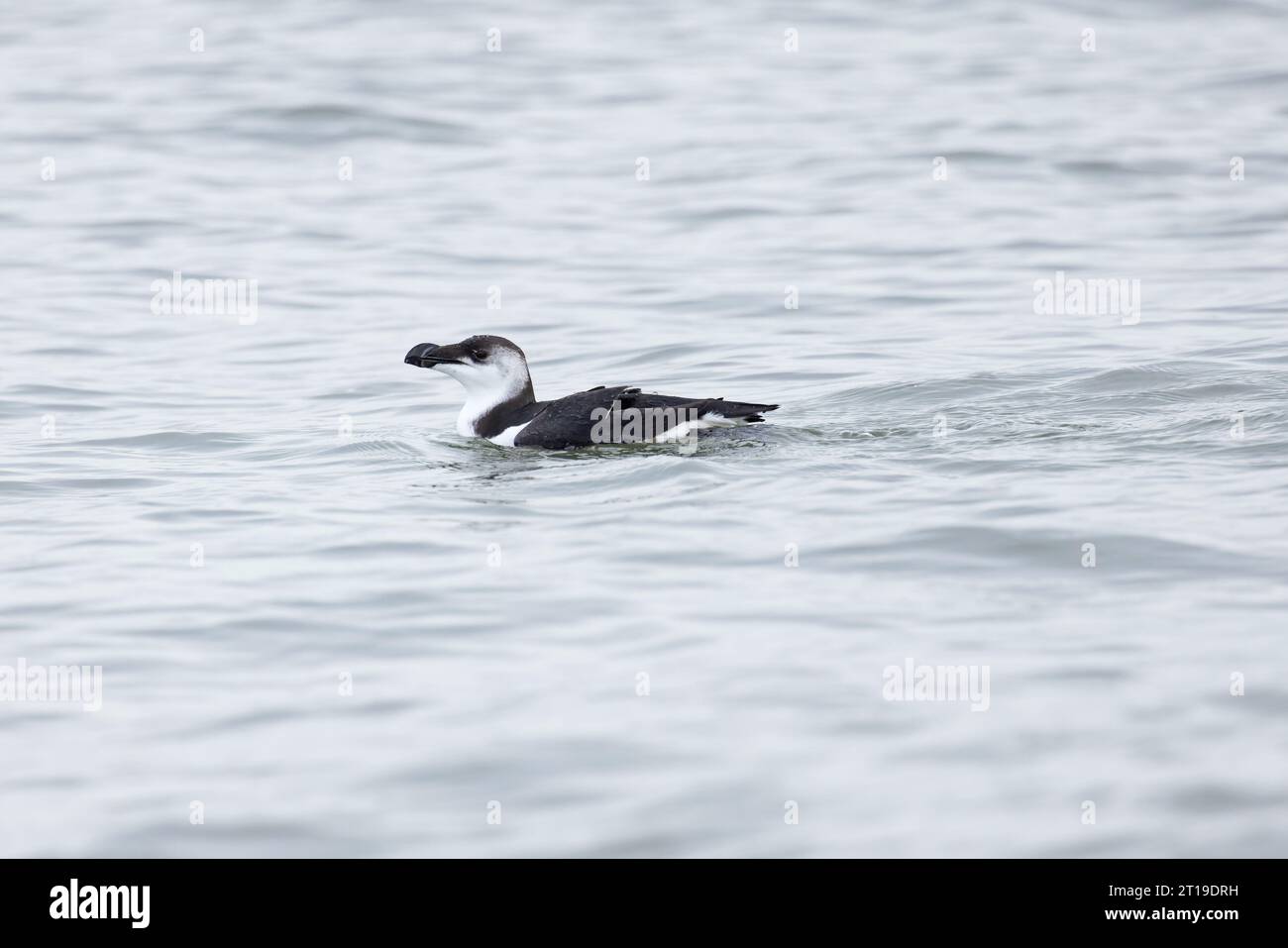 Razorbill (Alca torda) pêche hivernale au plumage Norfolk octobre 2023 Banque D'Images