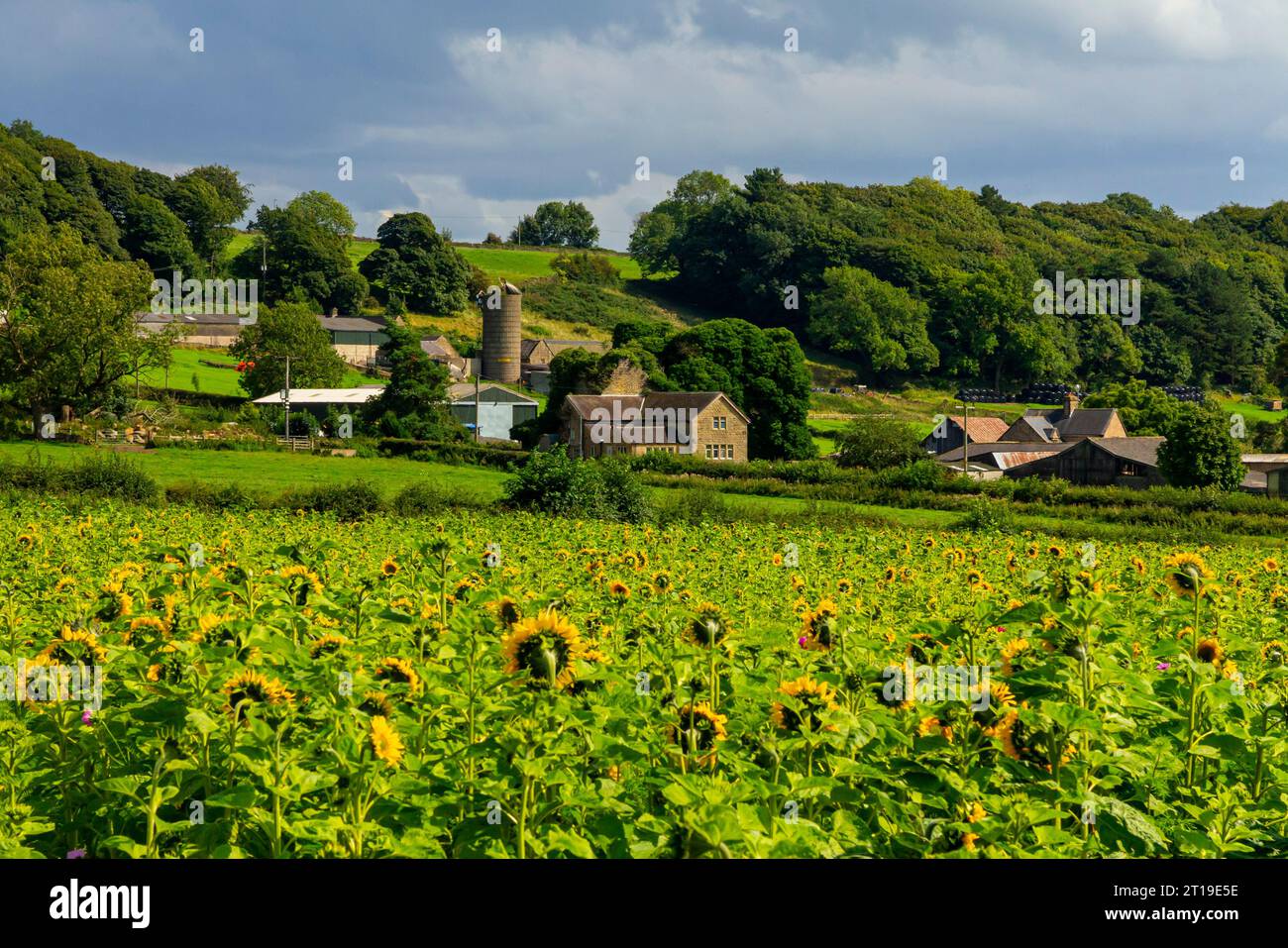 Tournesols poussant à la fin de l'été dans un champ sur une ferme près d'Ashover dans le nord-est du Derbyshire Angleterre Royaume-Uni. Banque D'Images