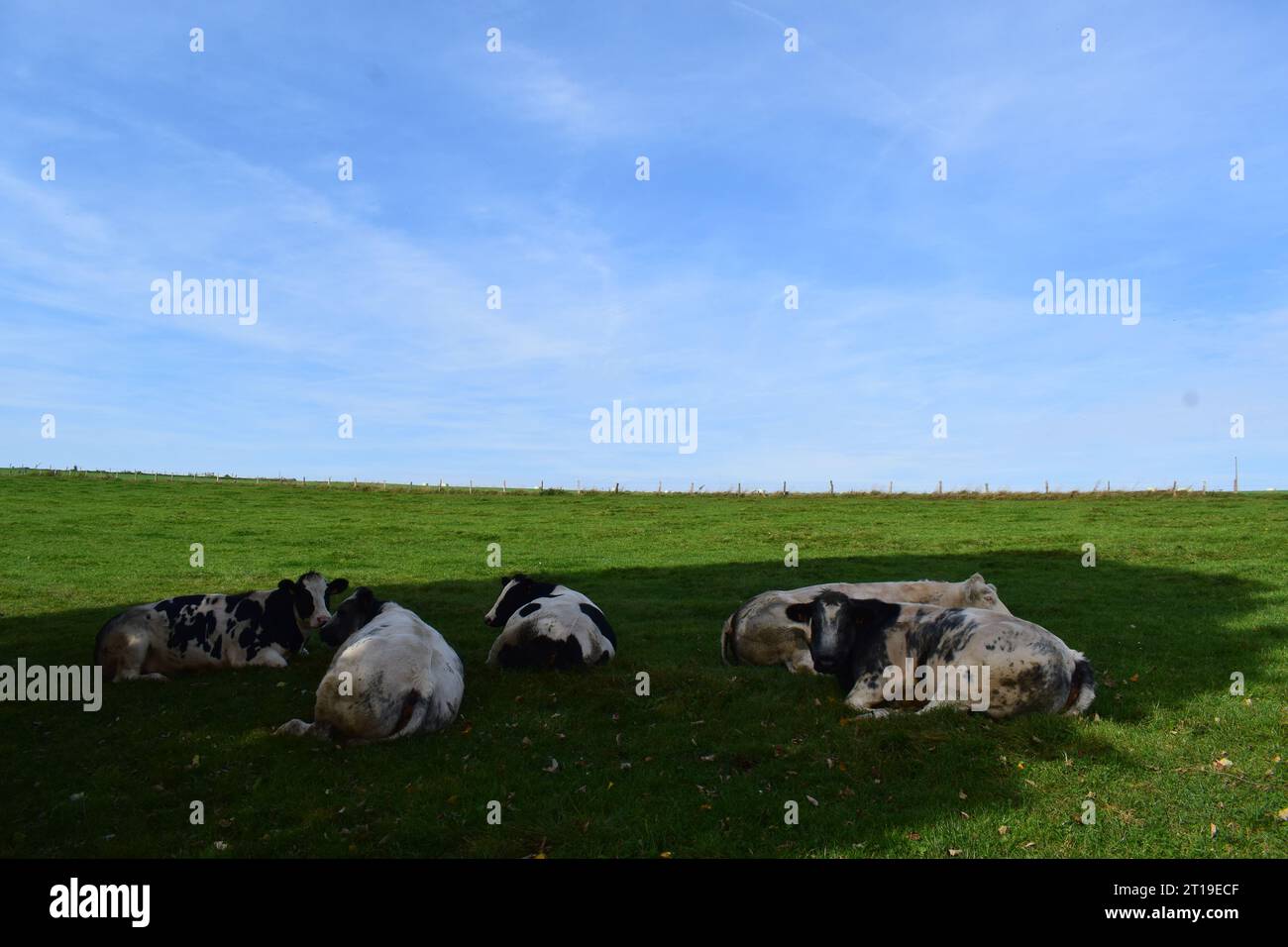 vaches noires et blanches sur les prairies Banque D'Images