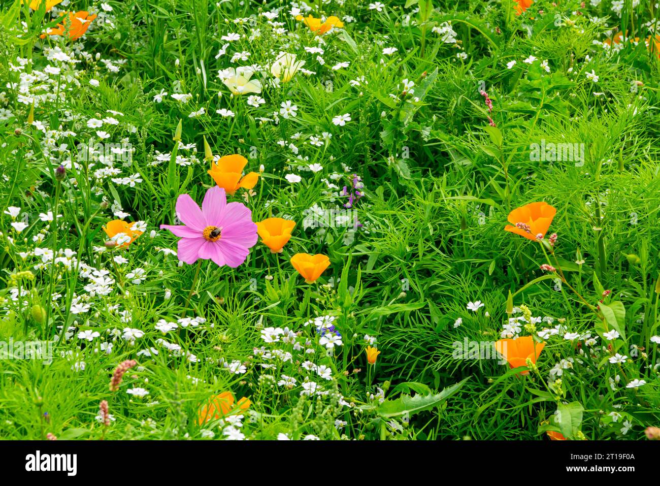 Champ plein de fleurs sauvages colorées poussant dans un champ en été. Banque D'Images