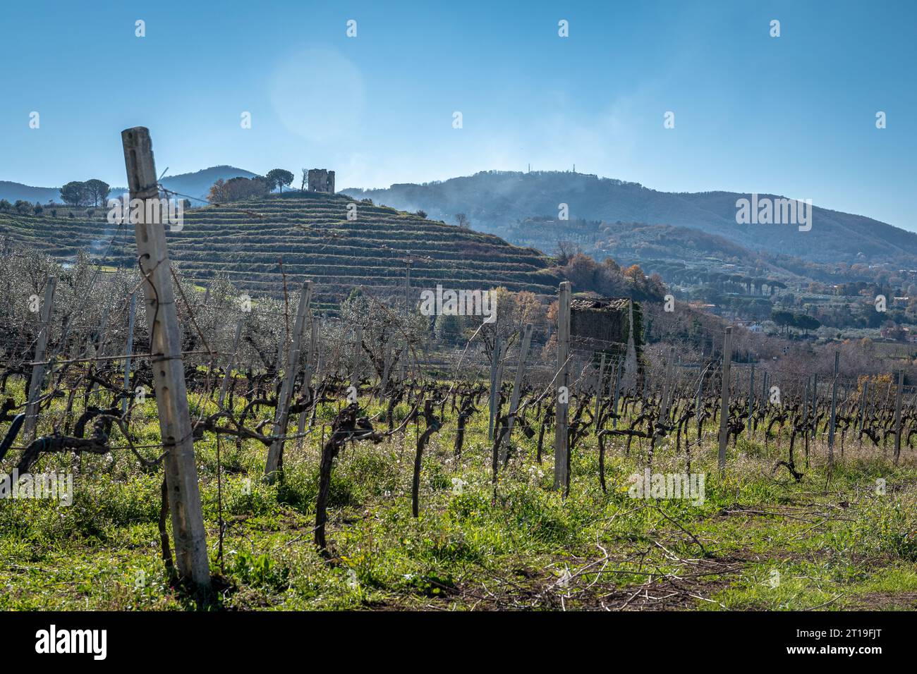 Vignoble dans Frascati région viticole Outisde de Rome, Italie Banque D'Images