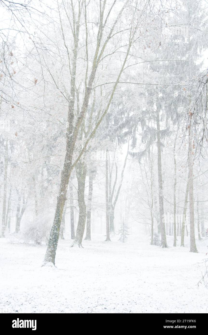 paysage forestier d'hiver avec des arbres et de la neige tombant Banque D'Images