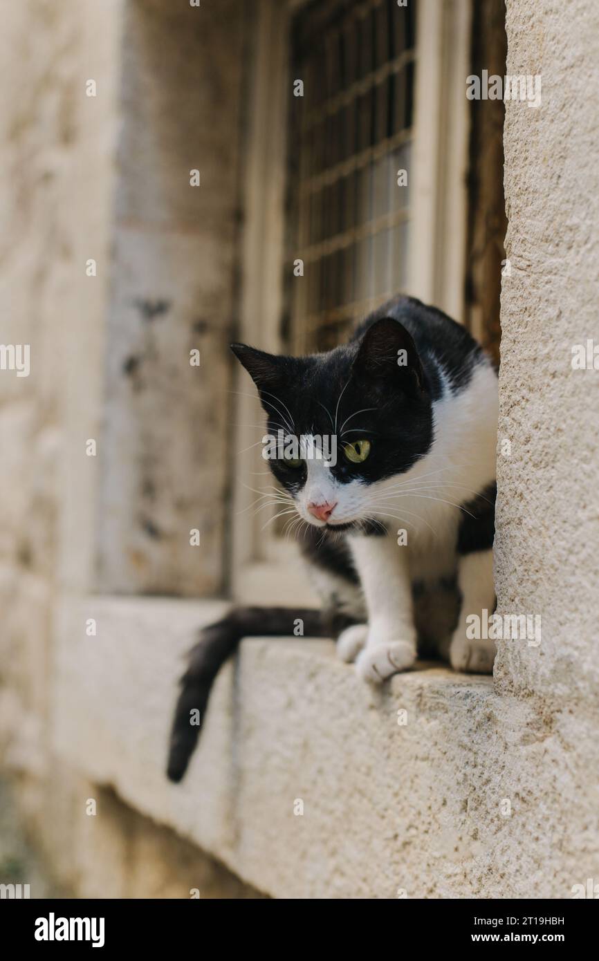 Mignon chat noir et blanc dans une rue de la vieille ville de Kotor, Monténégro. Portrait d'un chat de rue. Banque D'Images