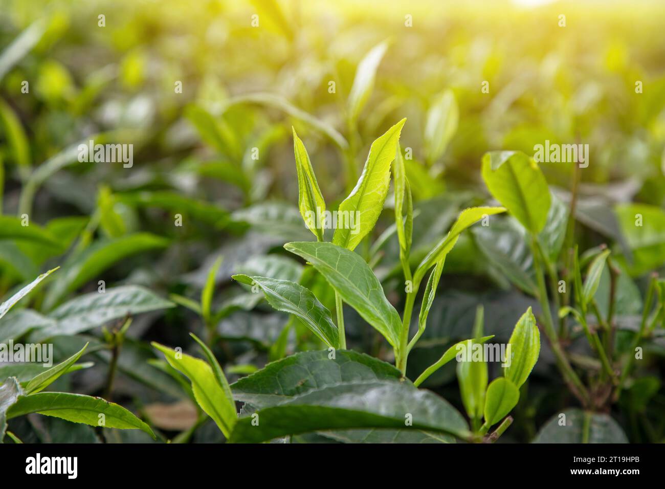 Conseils de plante de thé au soleil. Concentrez-vous sur la jeune pointe en forme de V qui sera cueillie pour la production de thé noir. Nairobi, Kenya. Banque D'Images