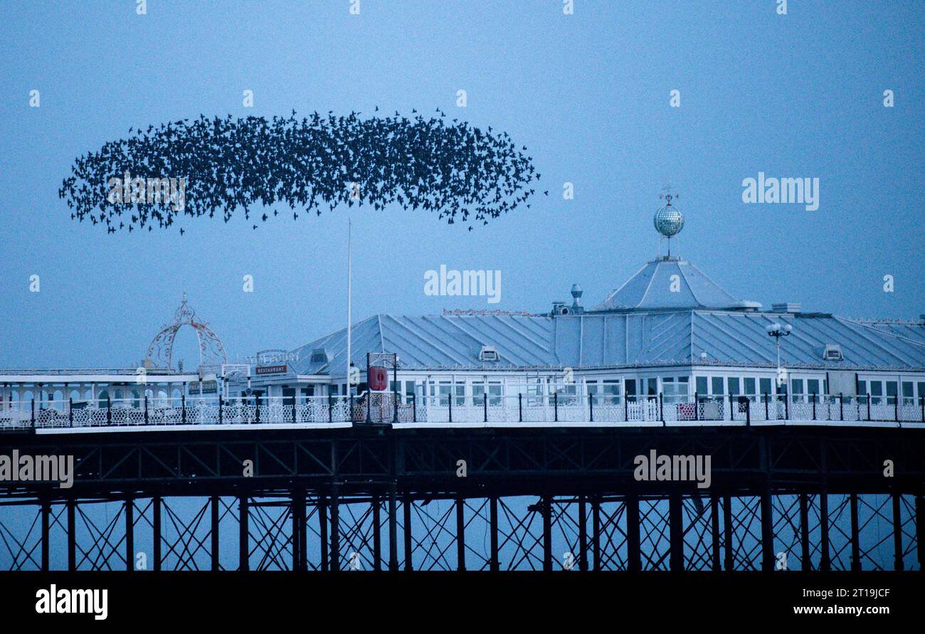 Des milliers d'étourneaux reviennent de l'autre côté de la campagne du Sussex, pour s'installer sur les quais de Brighton. Les murmurations spectaculaires peuvent être vues n'importe où le long du front de mer entre les jetées au crépuscule en automne et en hiver. La vue de milliers d'étourneaux qui plongent au-dessus de la tête en formation parfaite est l'un des phénomènes sauvages les plus incroyables du Royaume-Uni. Banque D'Images