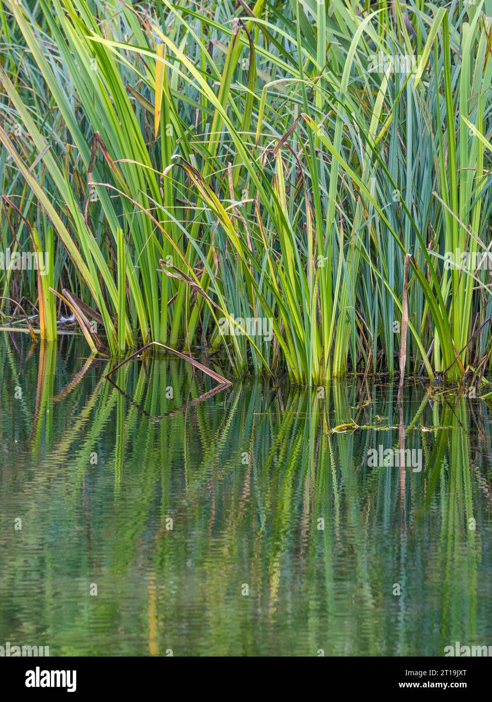 Paysage naturel sur le canal de Basingstoke, North Warnborough, Hampshire, Angleterre, Royaume-Uni, GO. Banque D'Images